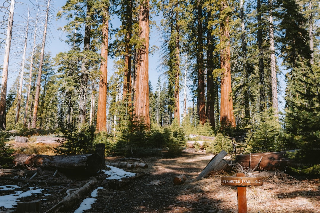 Giant redwoods tower over a forest path.