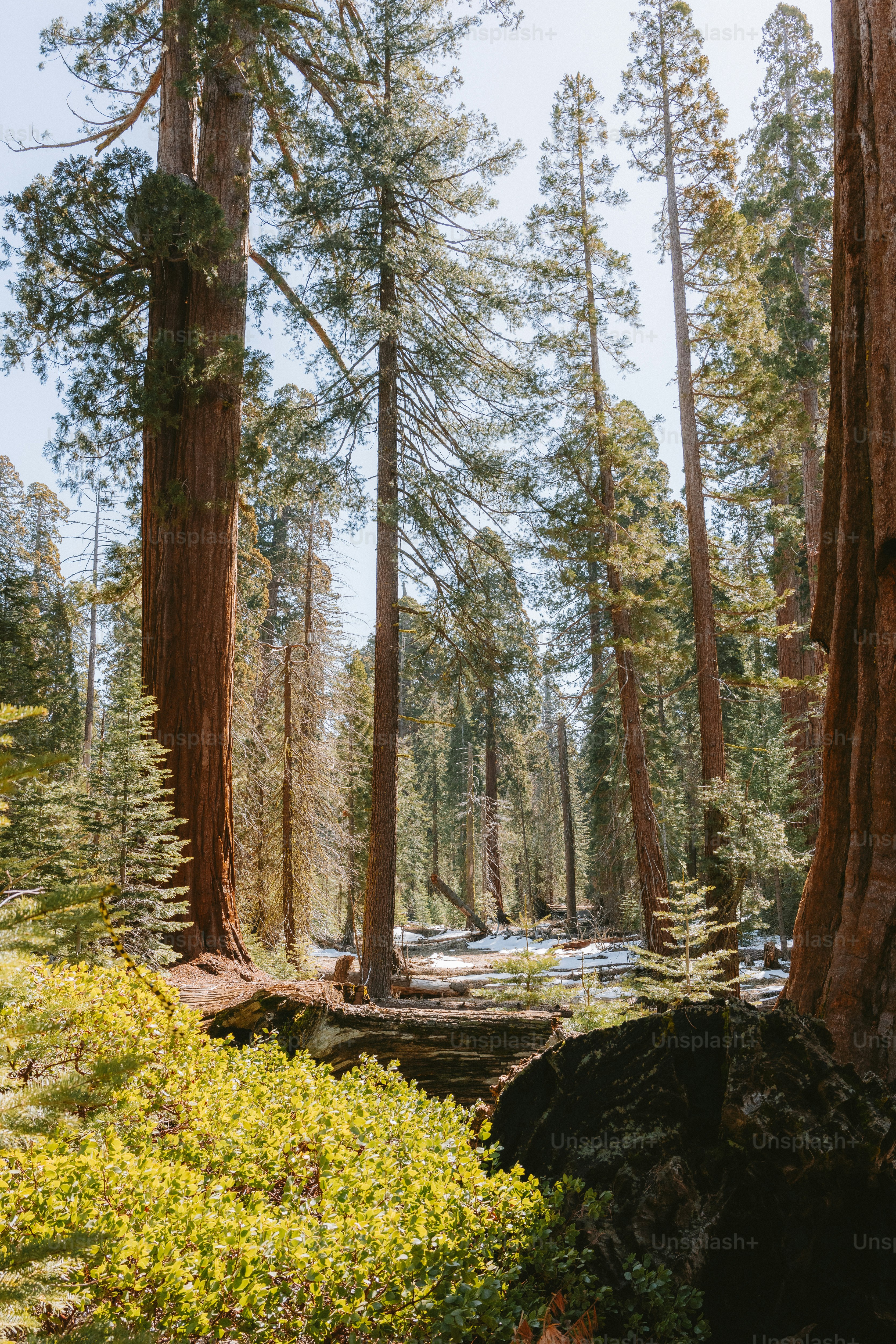 Giant sequoia trees rise tall in a forest. photo – Forest Image on Unsplash