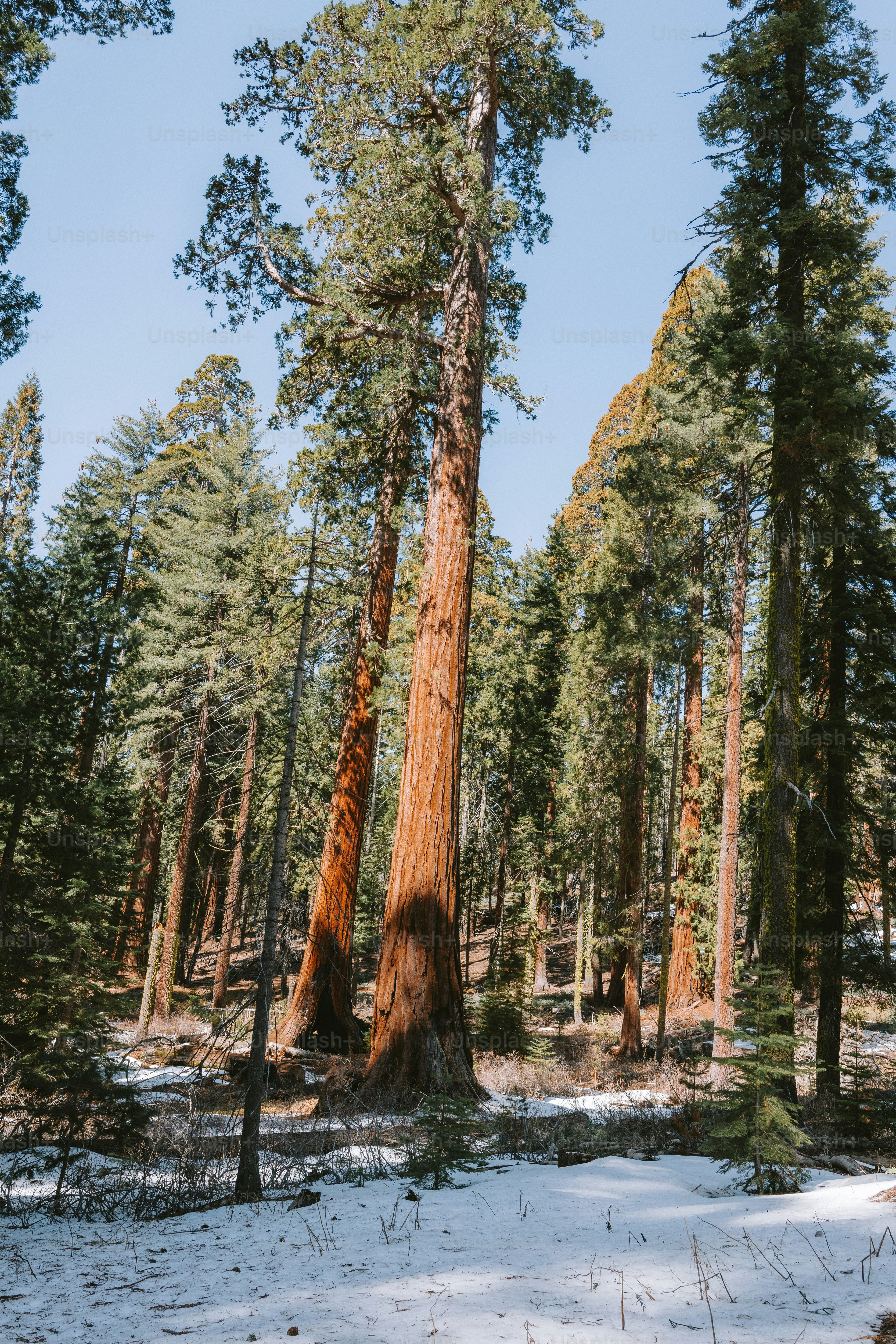 Giant sequoia trees tower in a snowy forest. photo – Forest Image on ...
