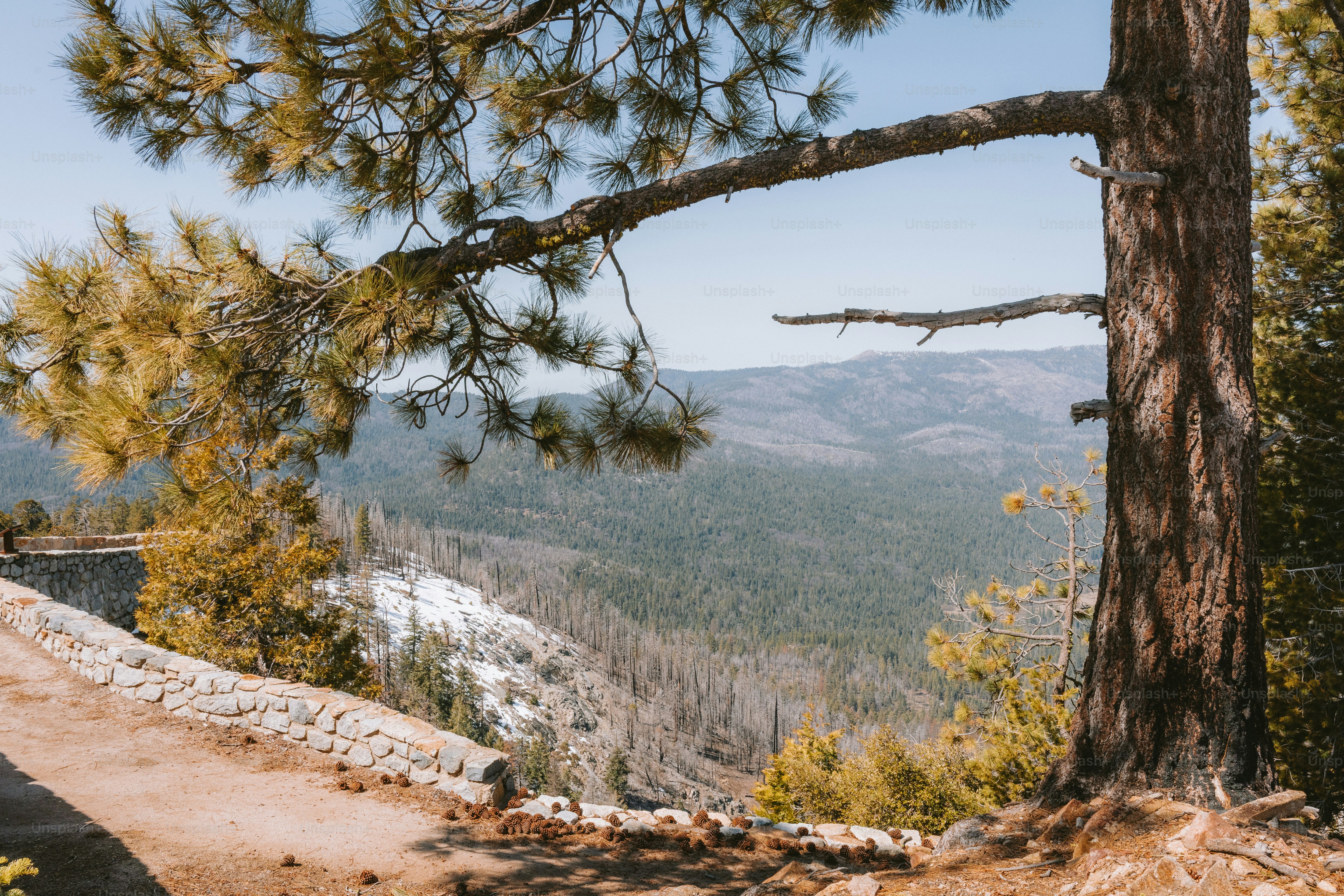 Malerisches Bergpanorama mit einem Baum im Vordergrund.