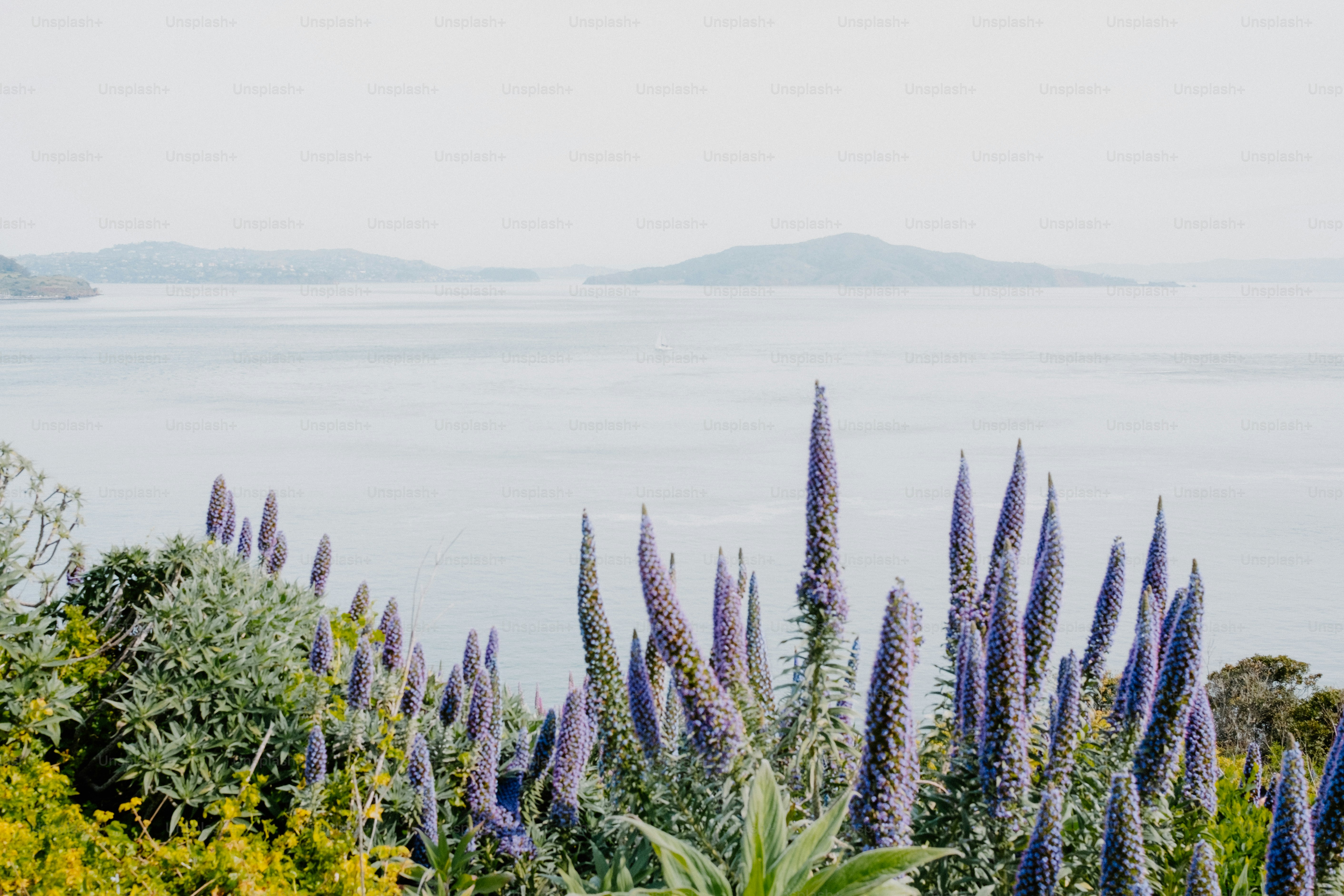 Des fleurs violettes s’épanouissent avec une vue sereine sur le lac.