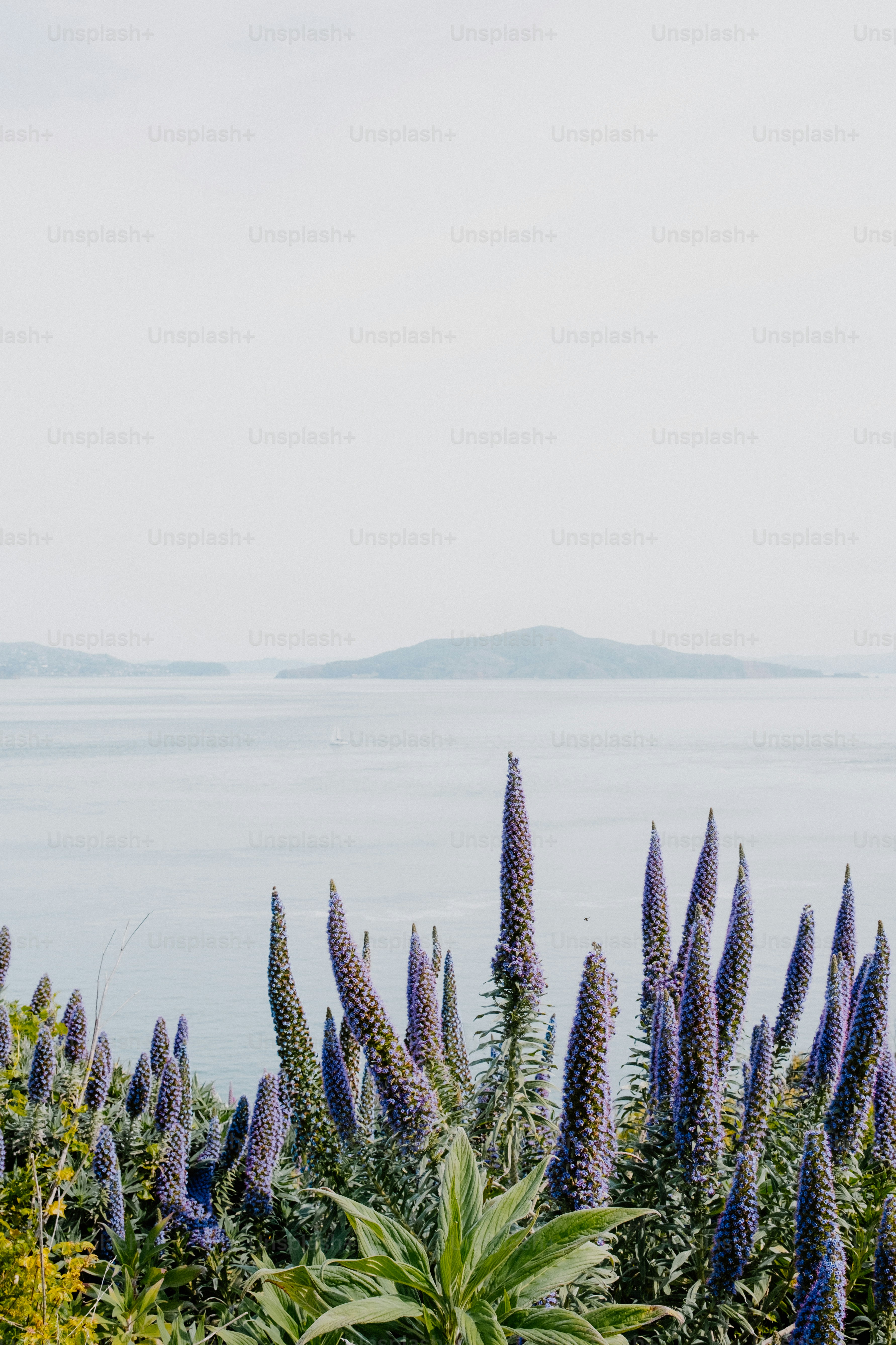Purple flowers bloom by the ocean and mountains.