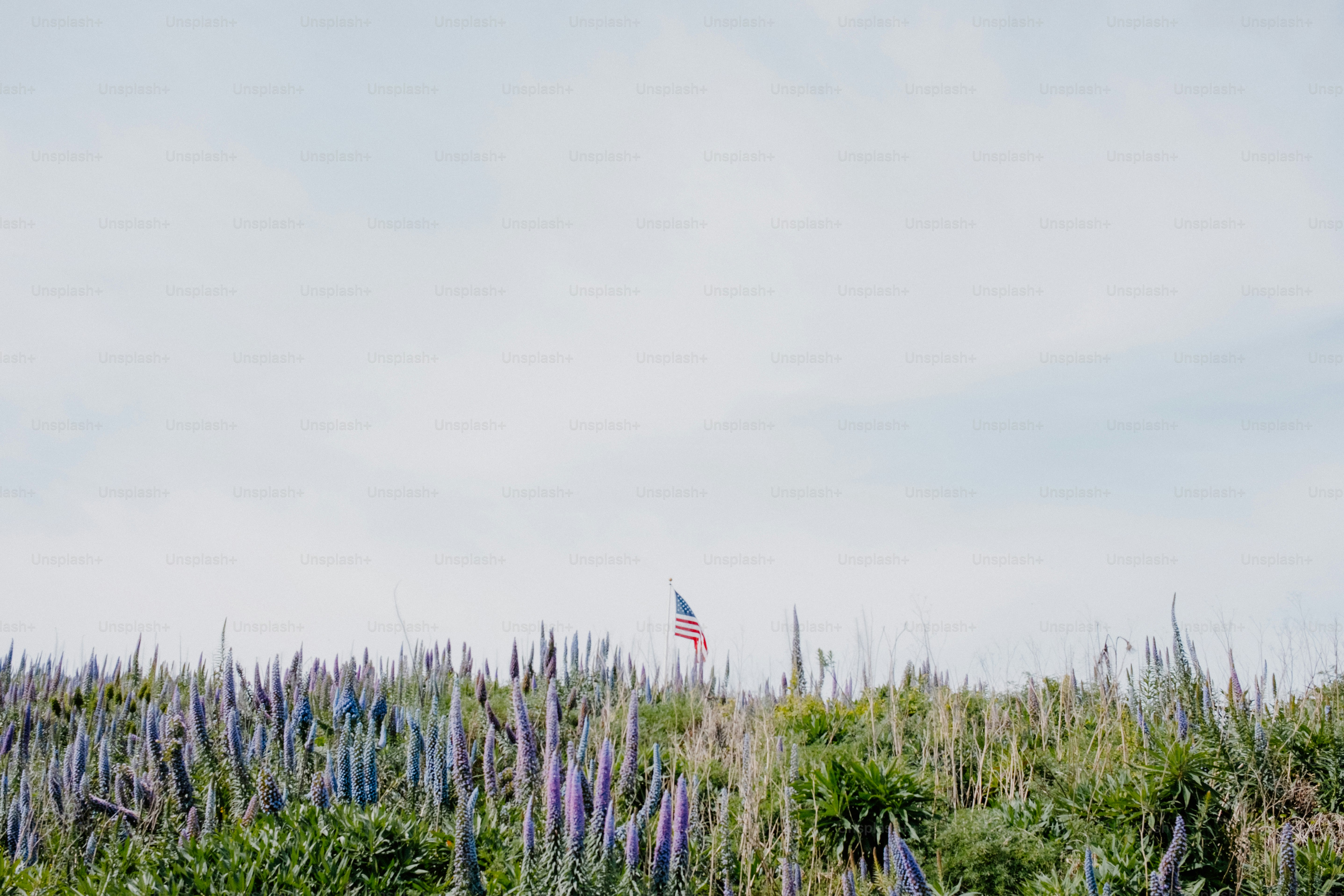 An american flag waves over a field of flowers.