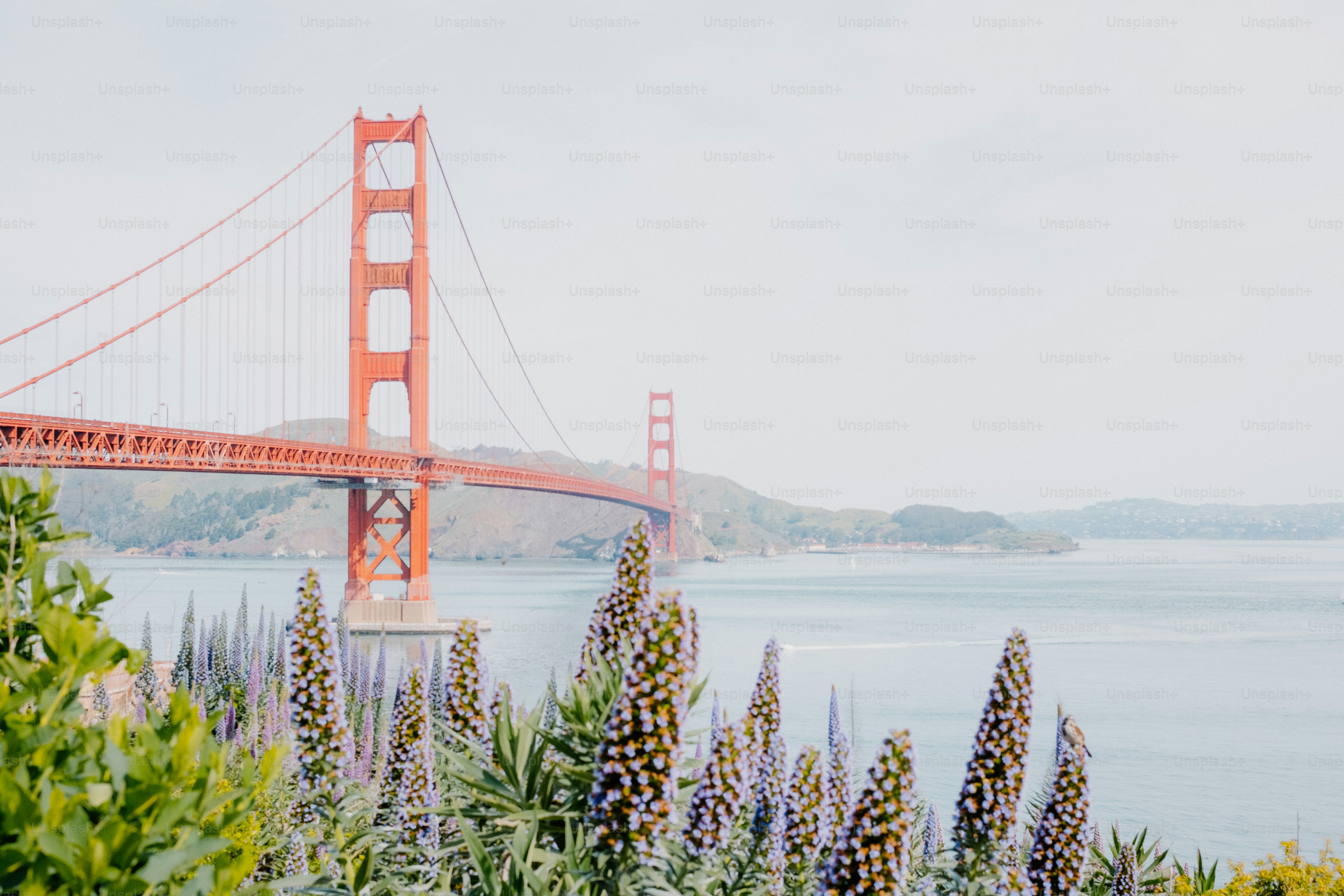 Il ponte Golden Gate domina la baia.