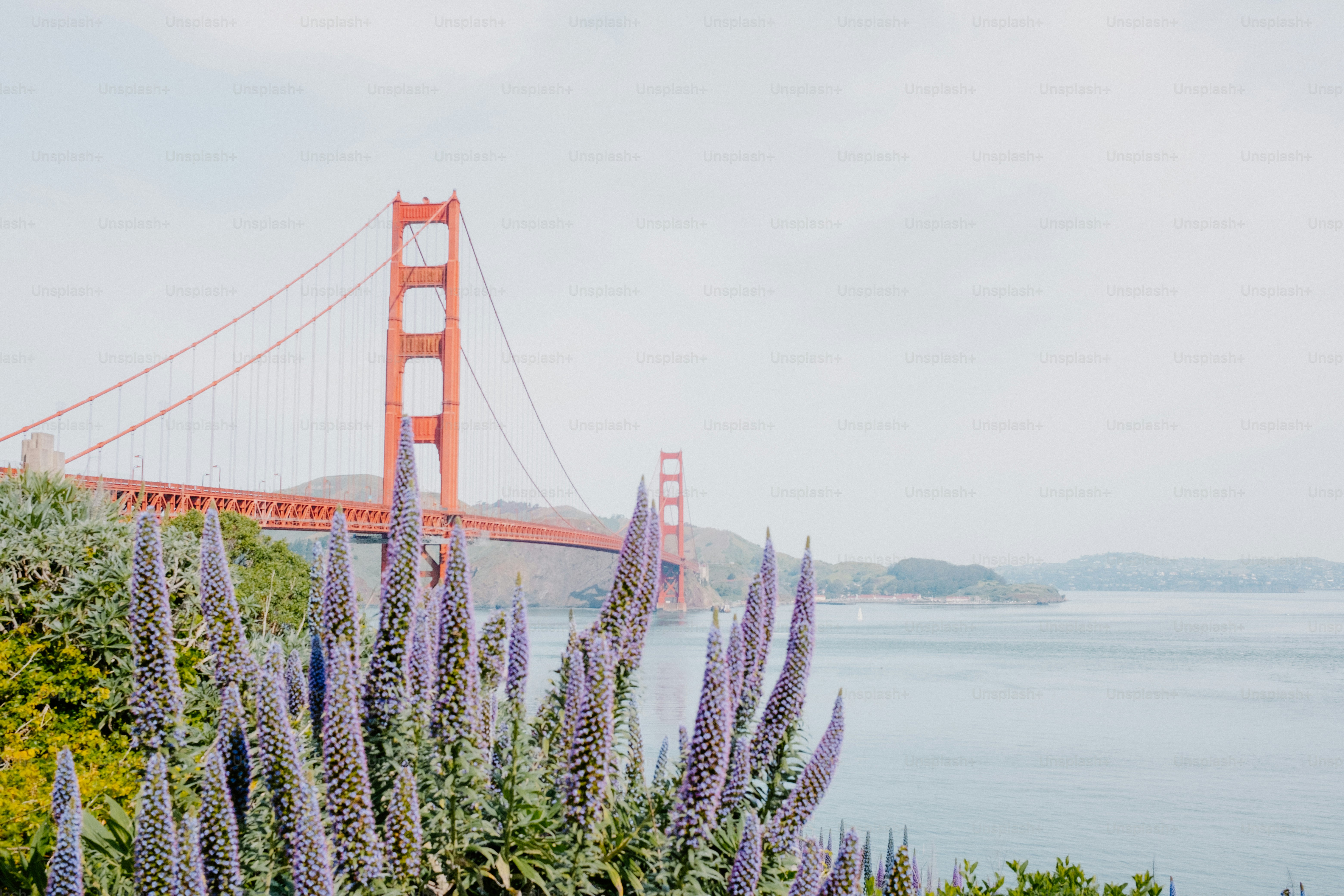 Vista sul ponte Golden gate con fiori di lavanda.