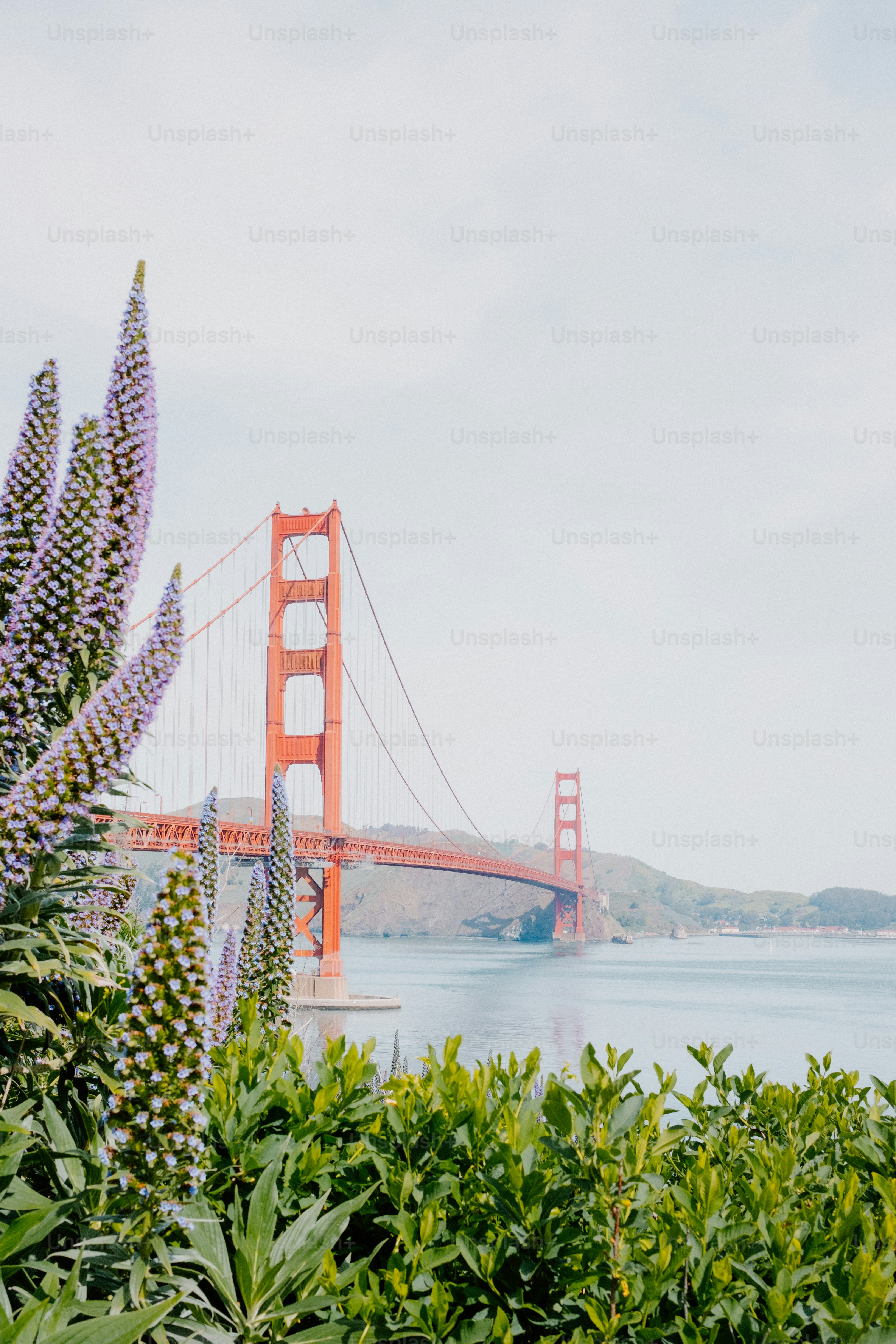 Ponte del cancello d'oro con fiori in primo piano.