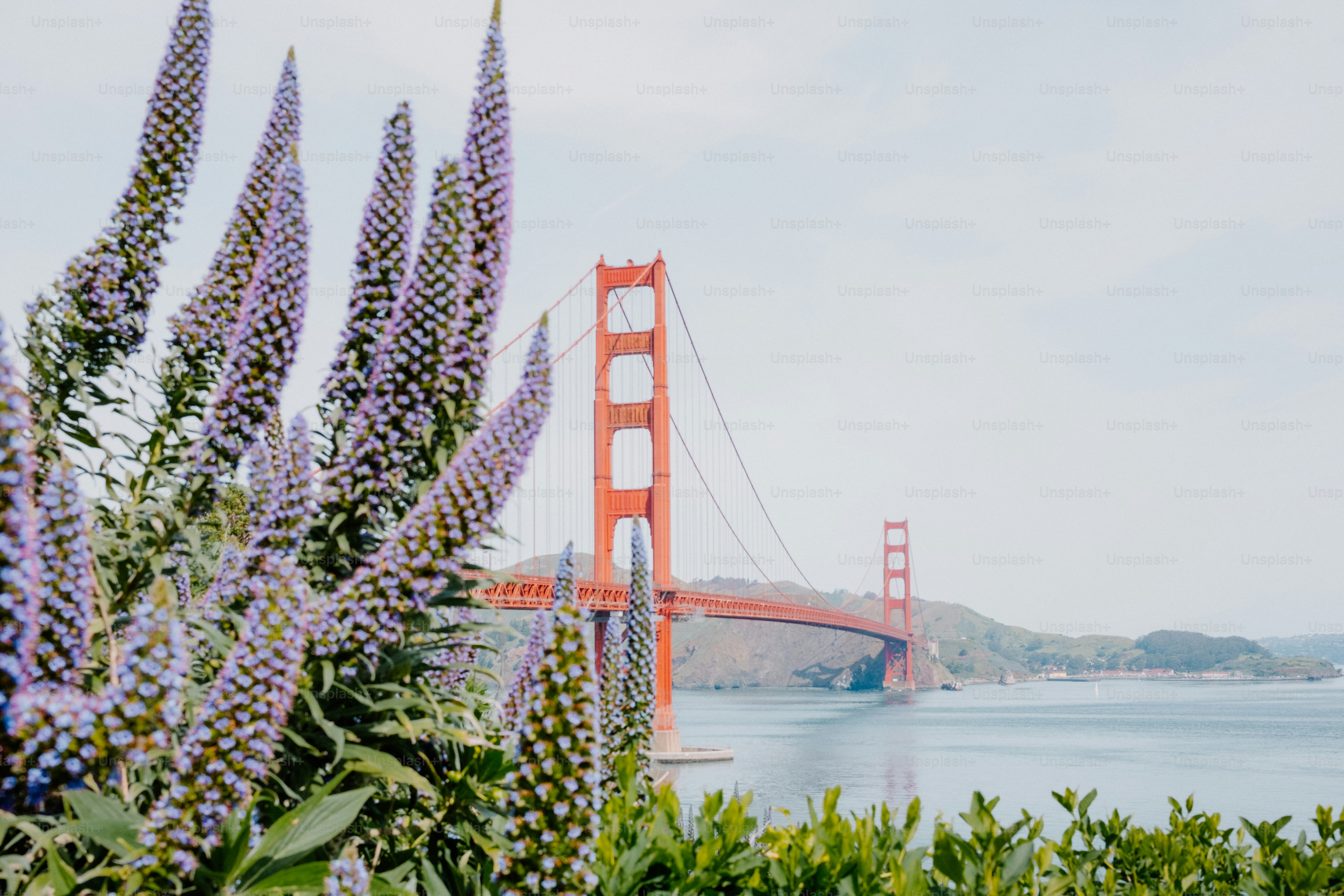 Il ponte del cancello d'oro incombe dietro i fiori viola.