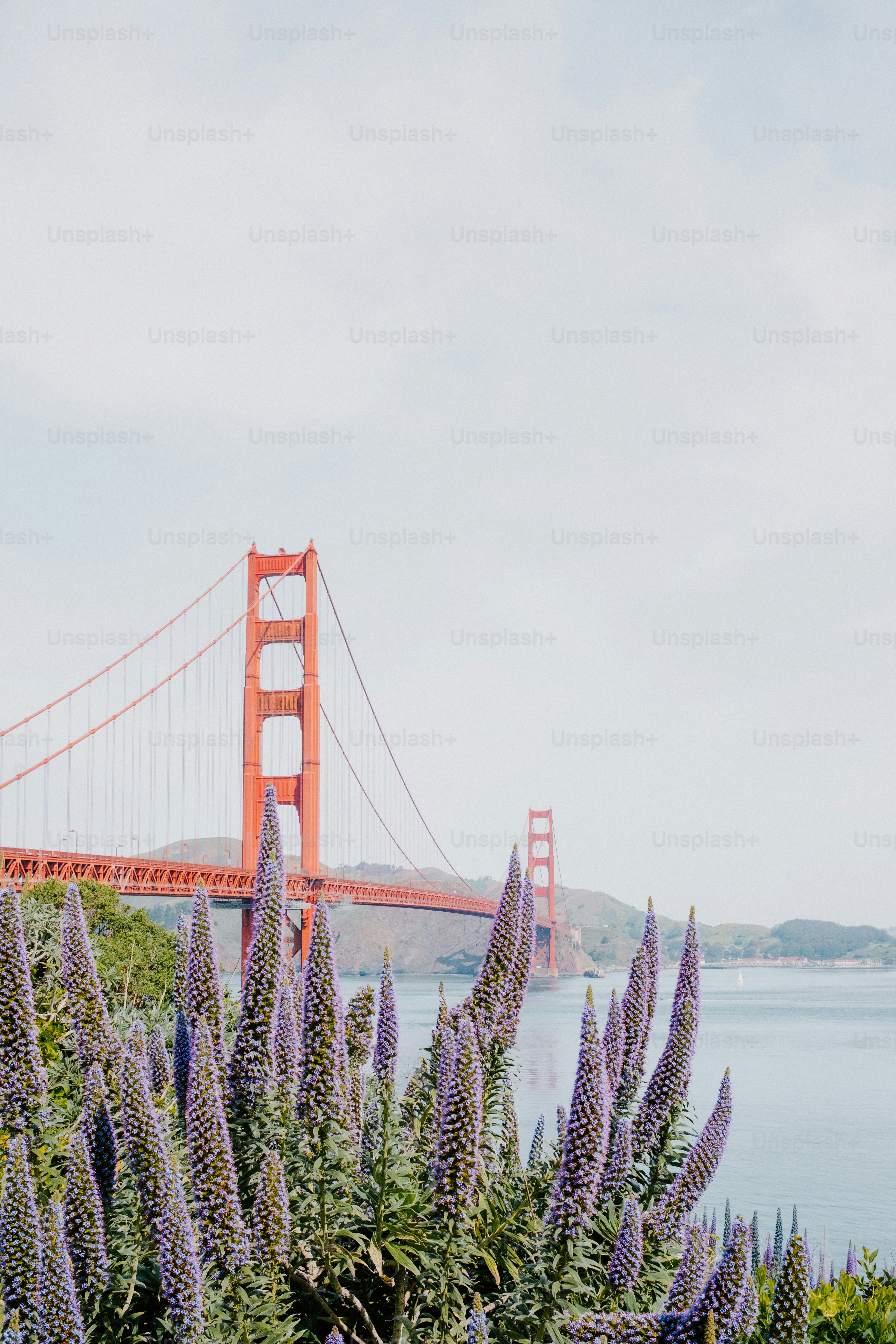 The golden gate bridge towers over vibrant flowers.