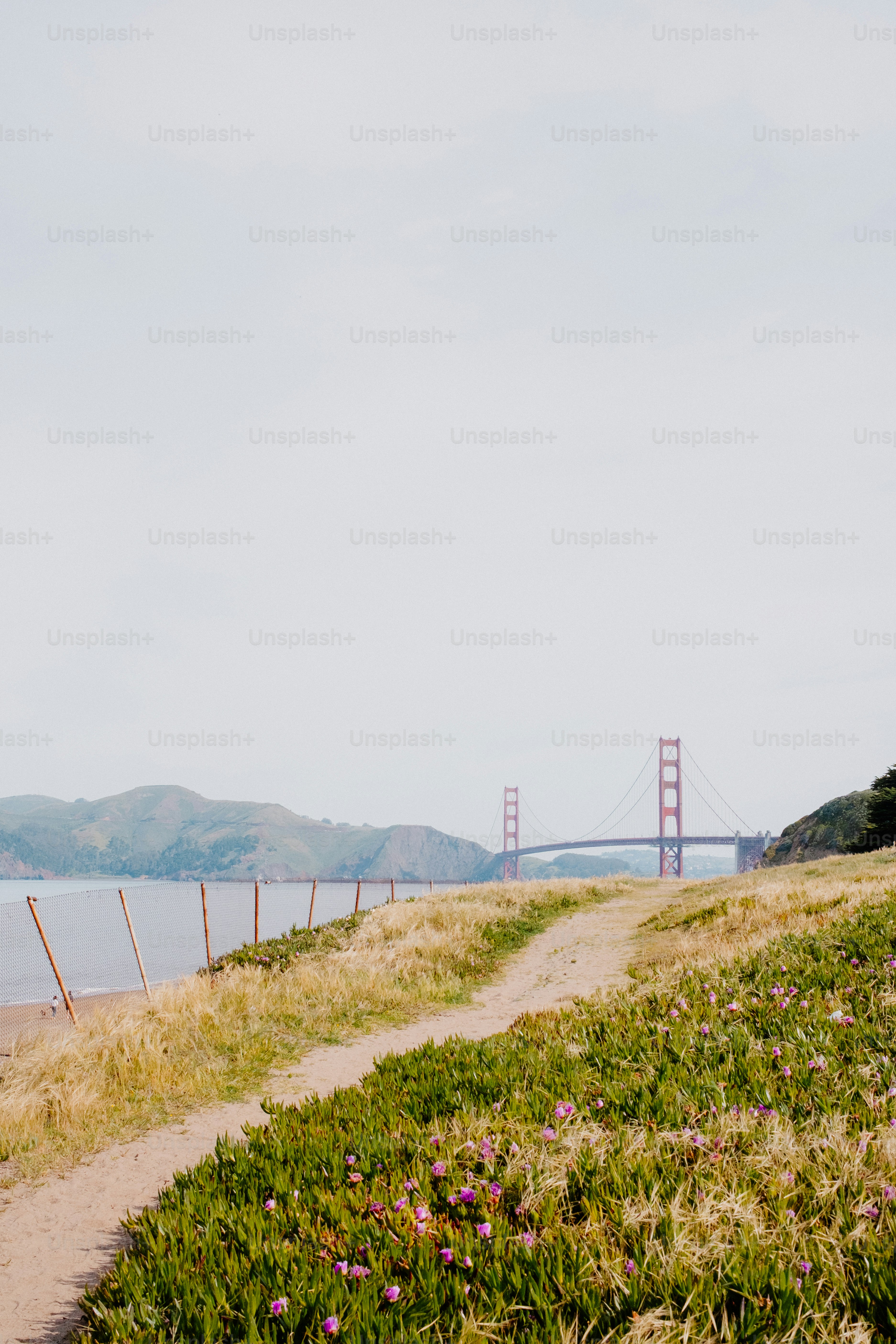 The golden gate bridge is seen from a grassy hill