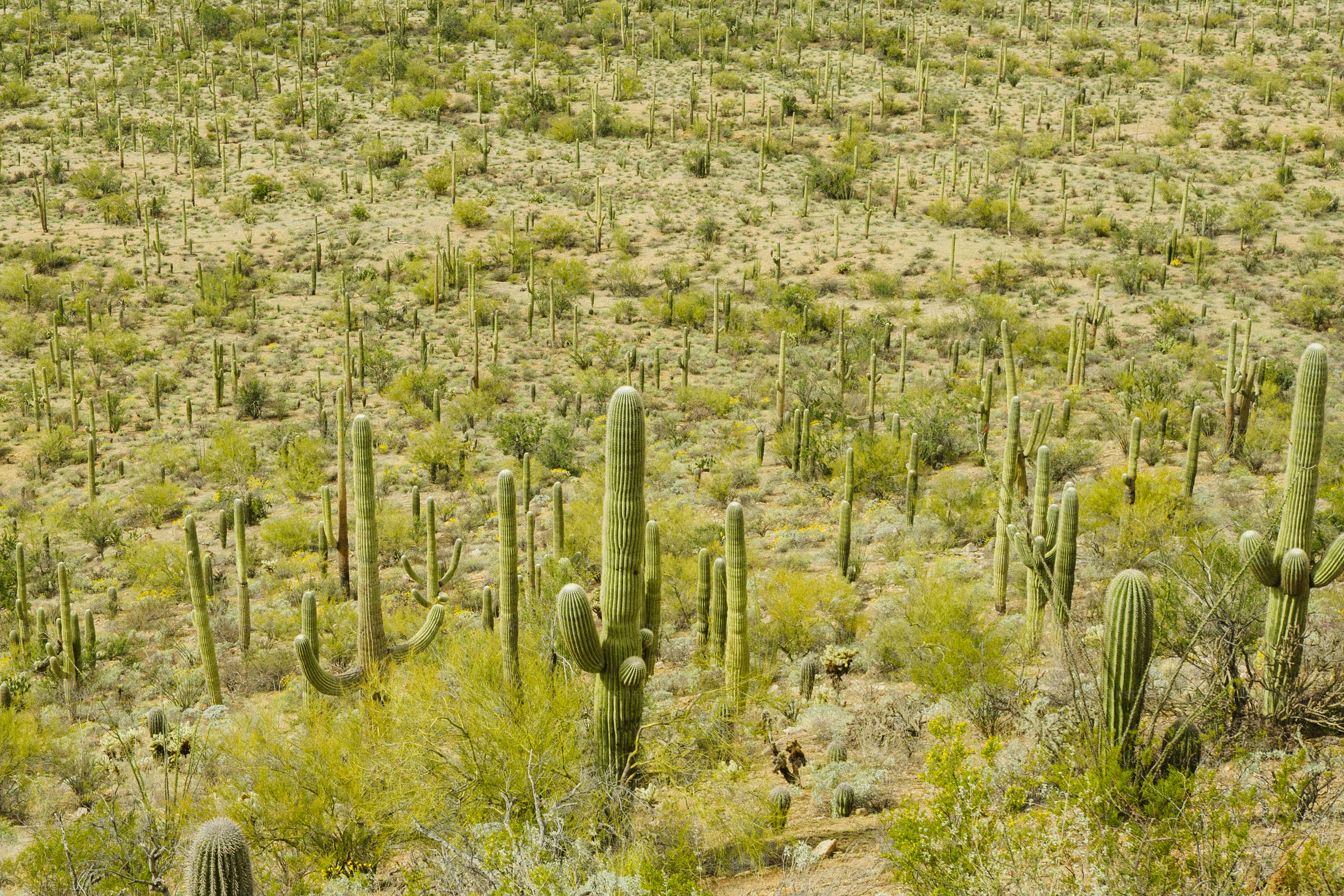 A desert landscape is filled with cacti