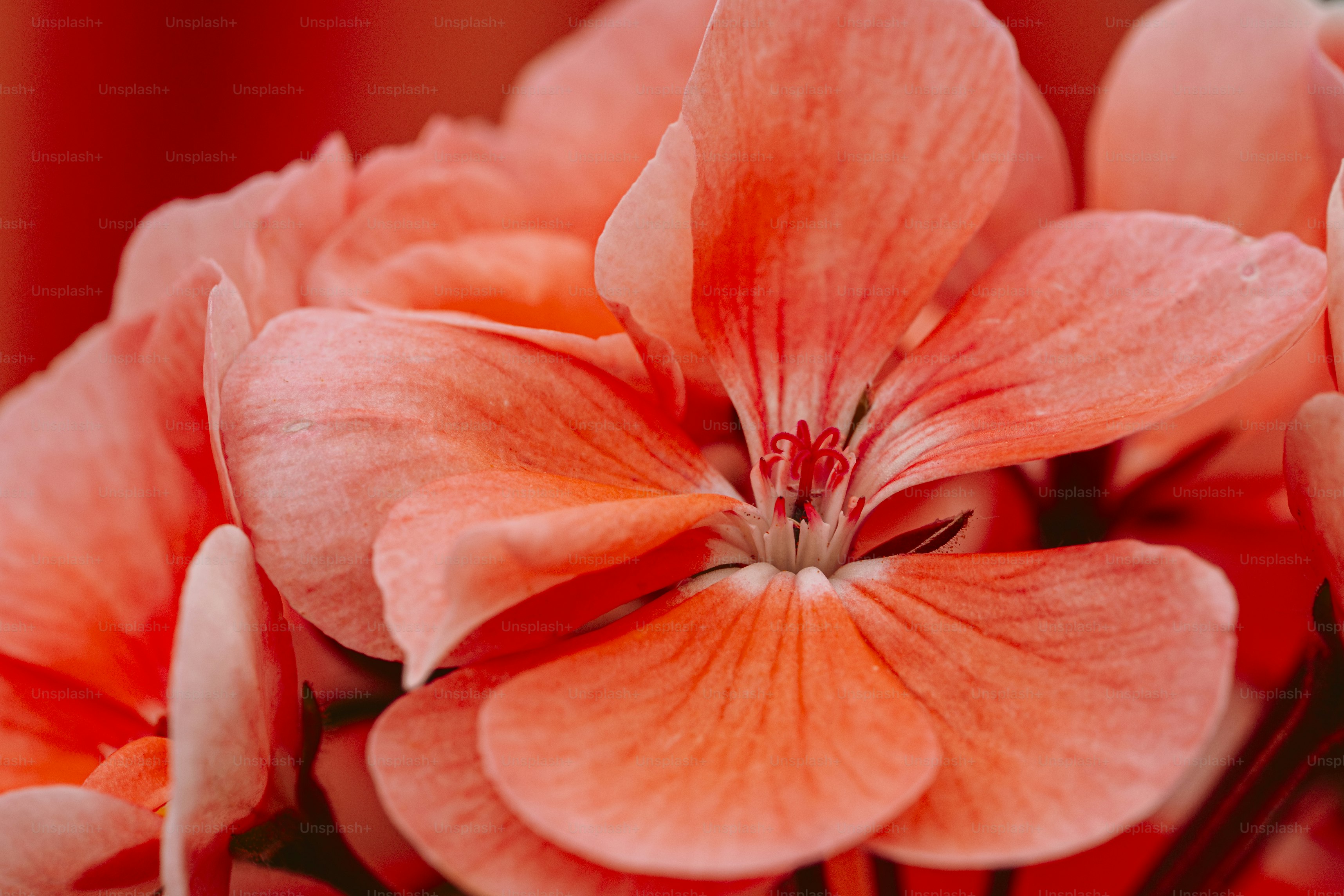 Close-up of vibrant, coral-colored geranium flowers.
