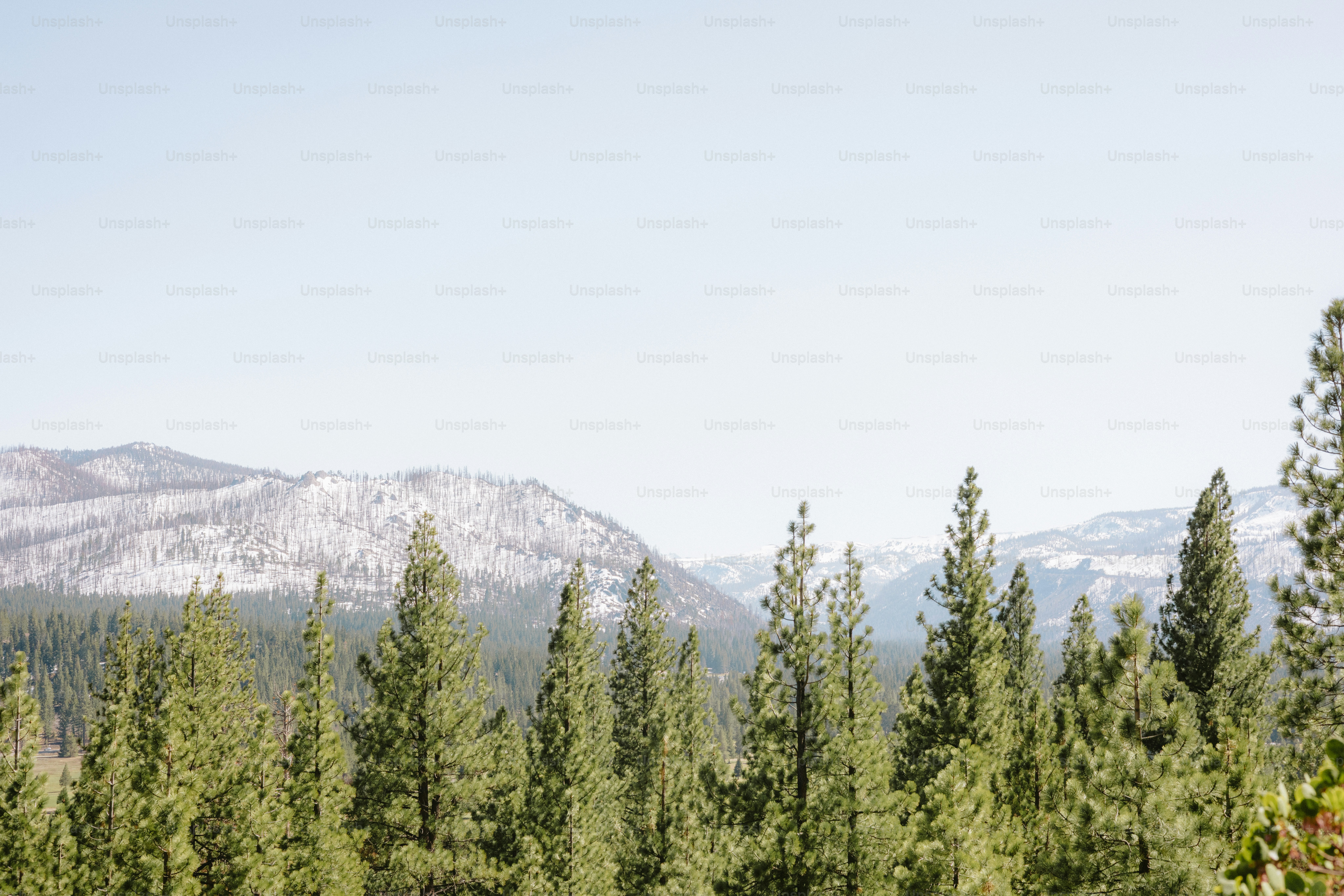 Trees and snow-capped mountains under a blue sky. photo – Forest Image ...