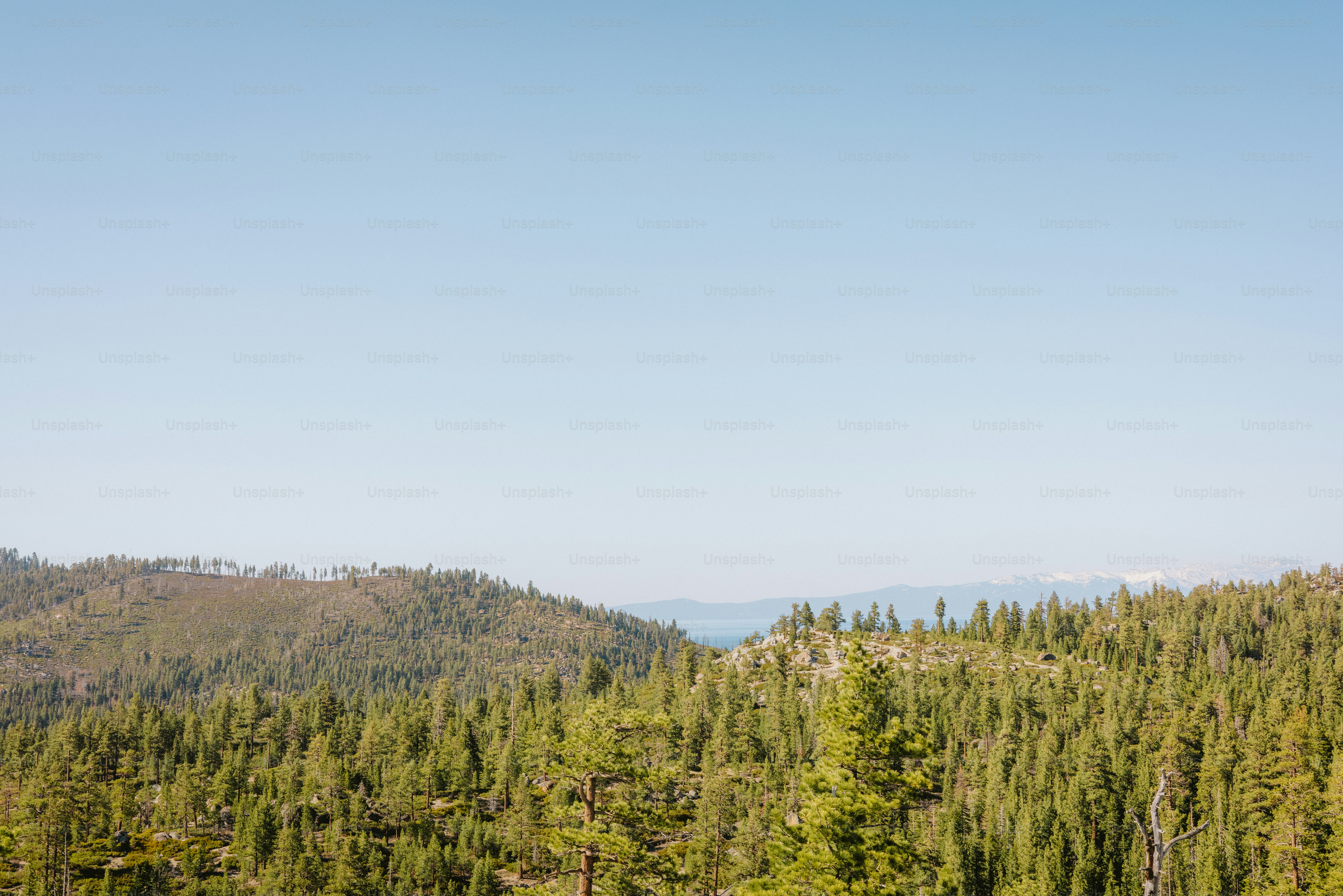 Une forêt s’étend sous un ciel bleu et clair.