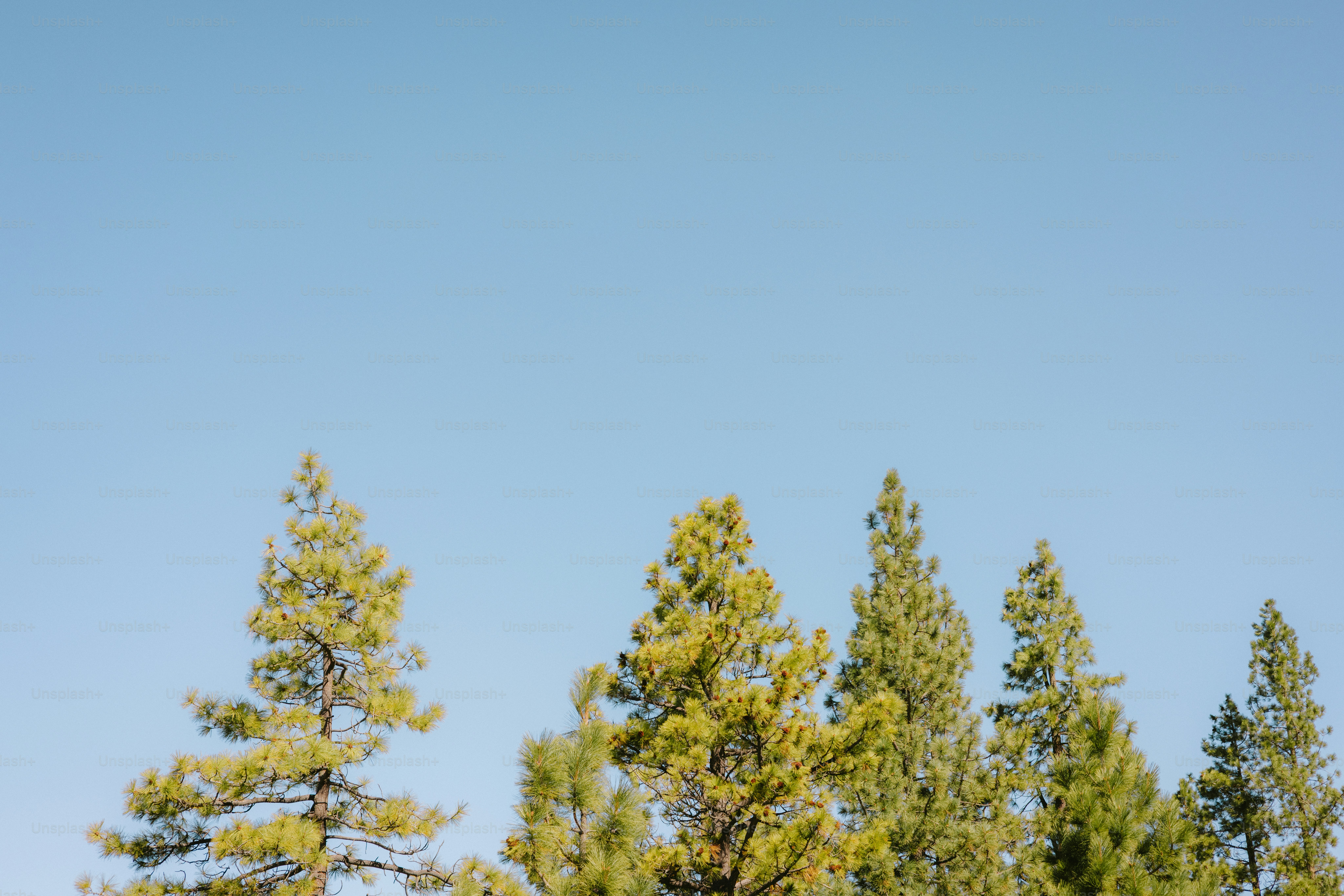 Evergreen trees against a bright blue sky