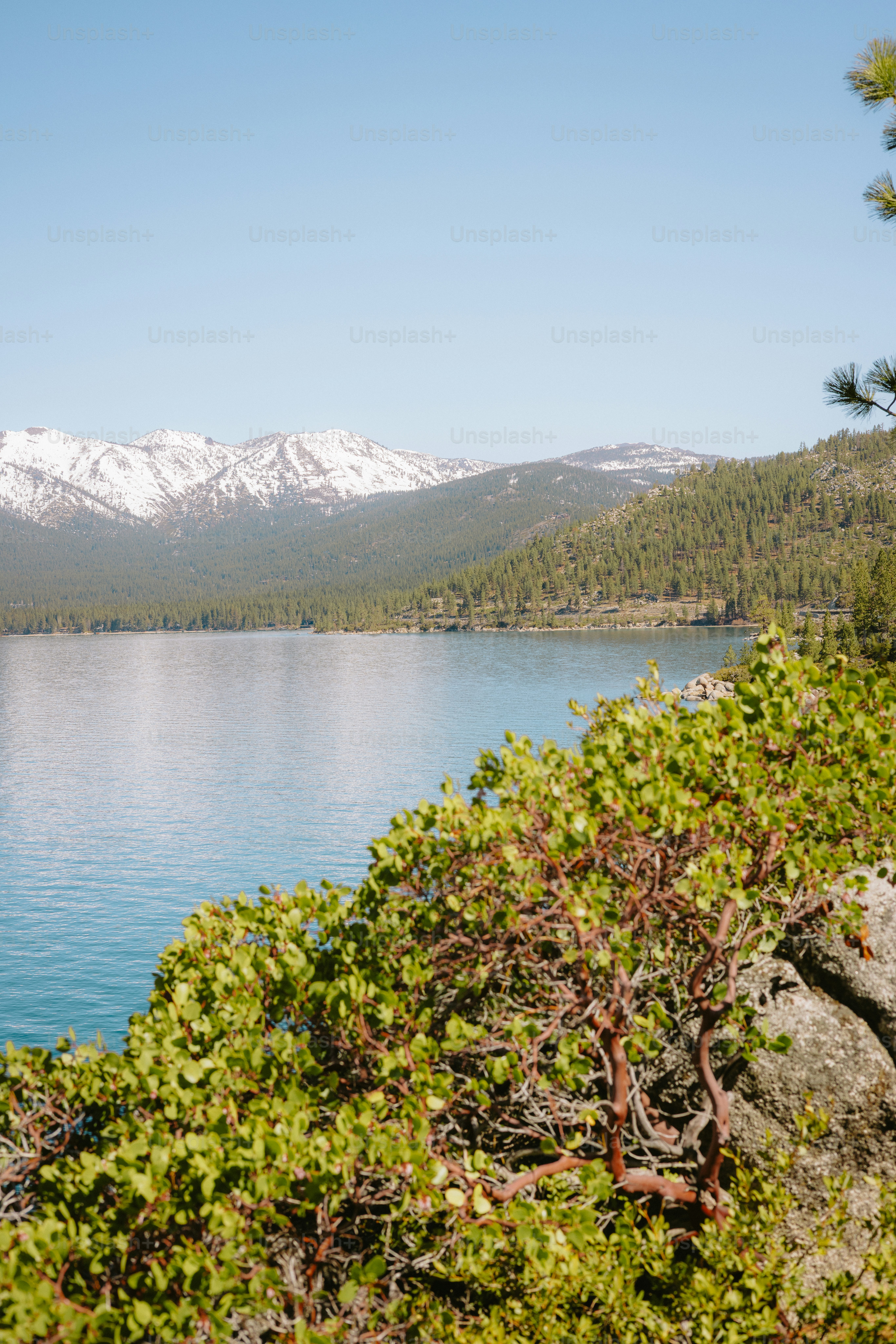 Lake, trees, and mountains under a bright blue sky.