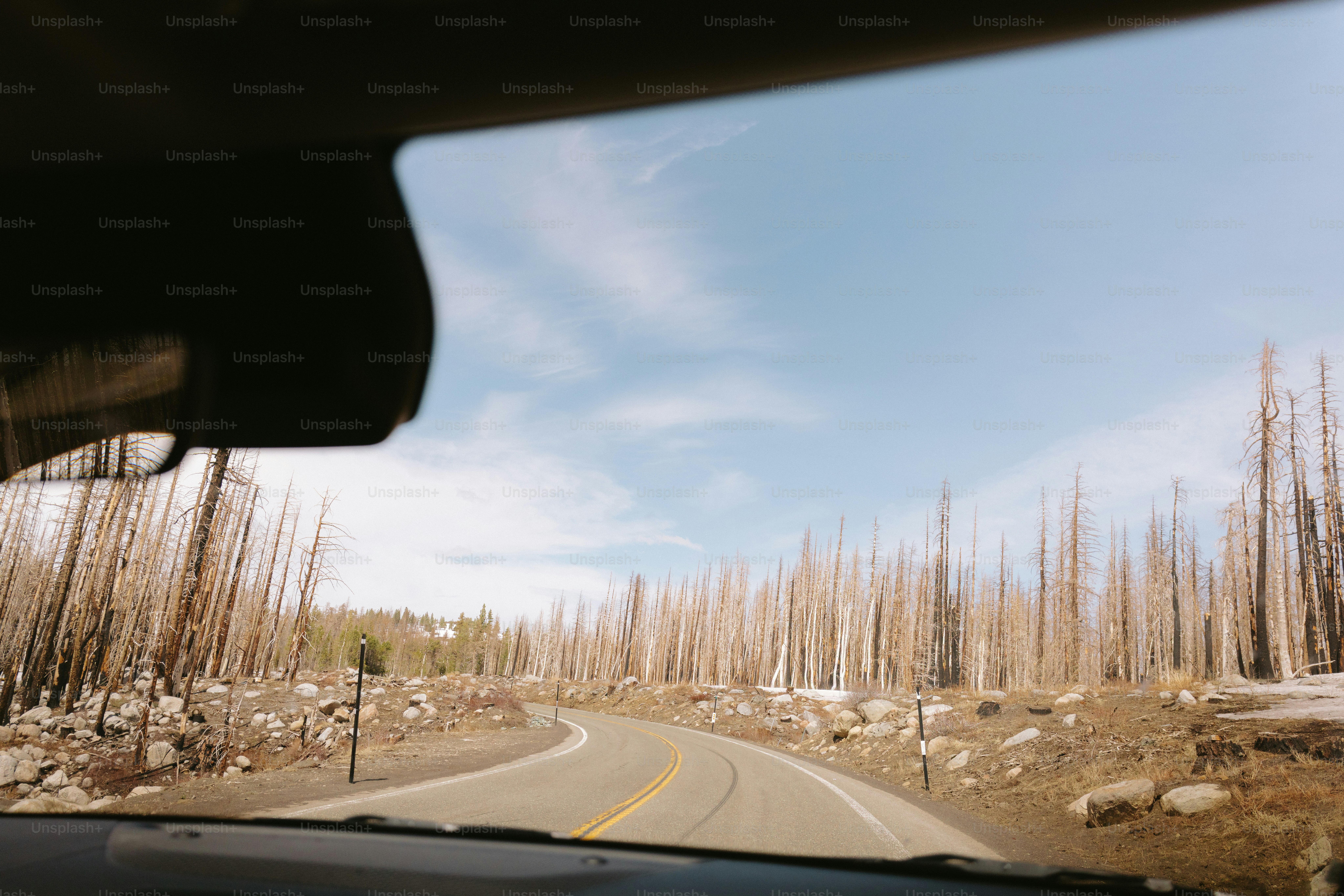 Conduire sur une route entourée d’arbres dénudés.