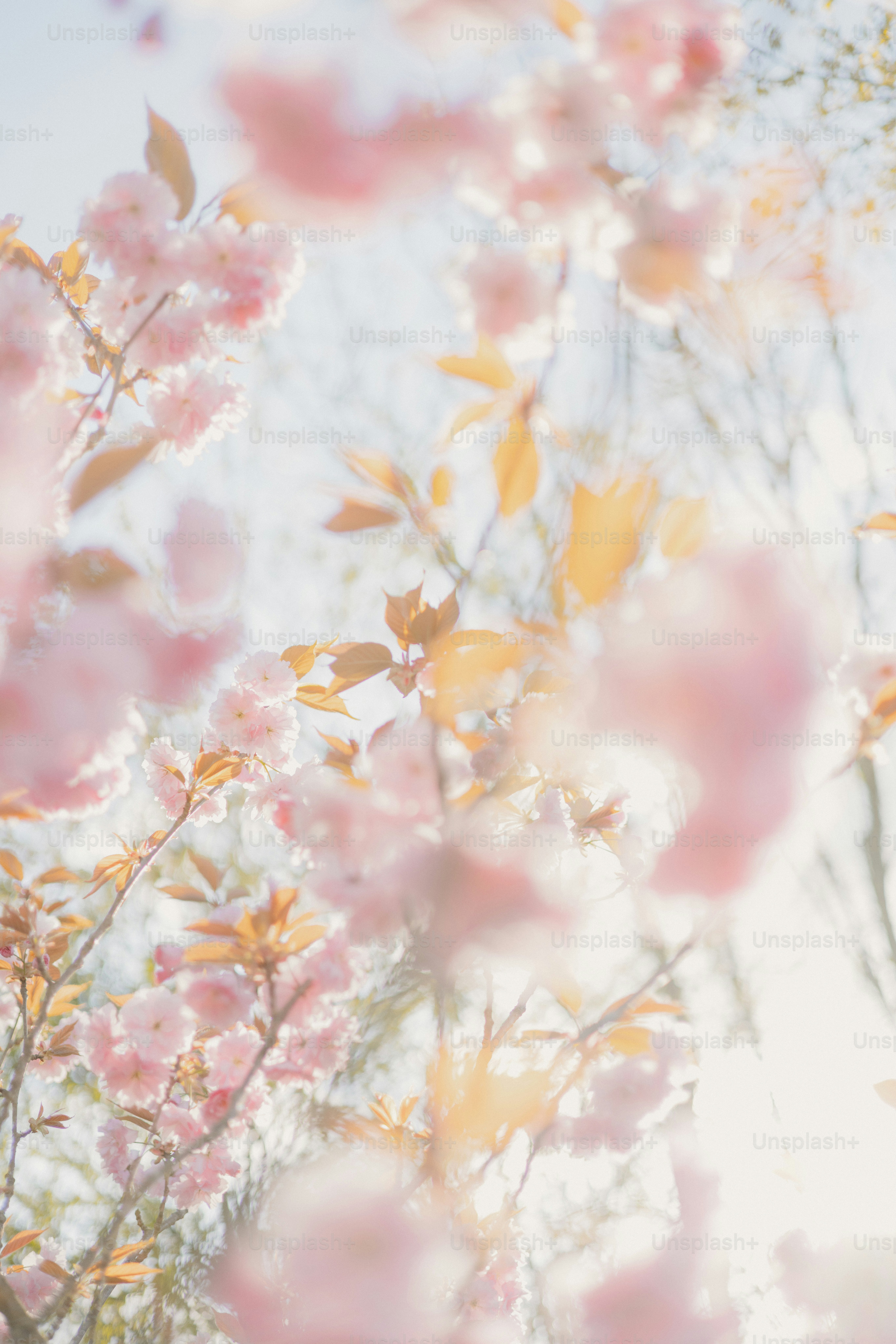 柔らかな空にピンクの桜が咲き誇ります。