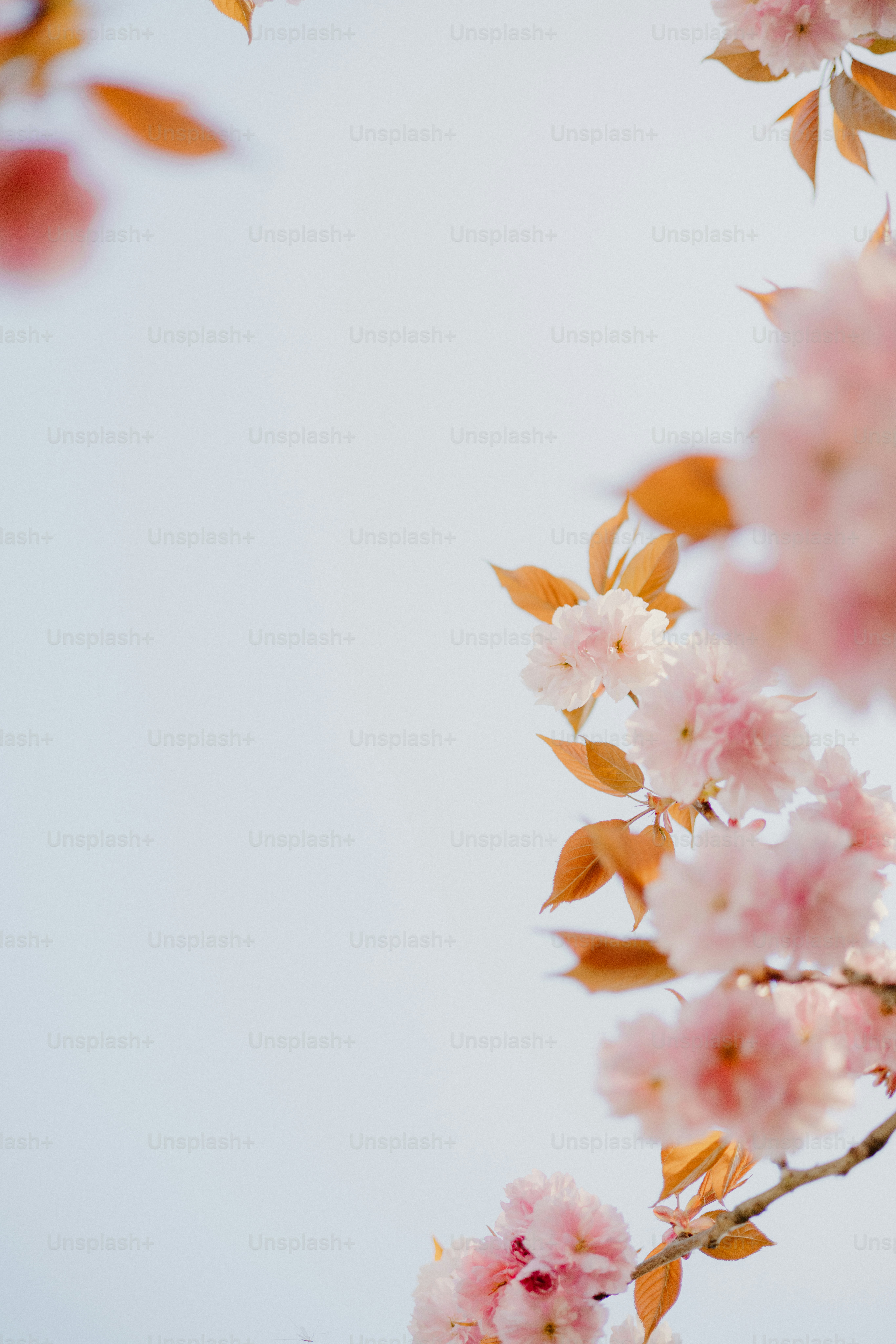 Cherry blossoms bloom against a bright, clear sky.