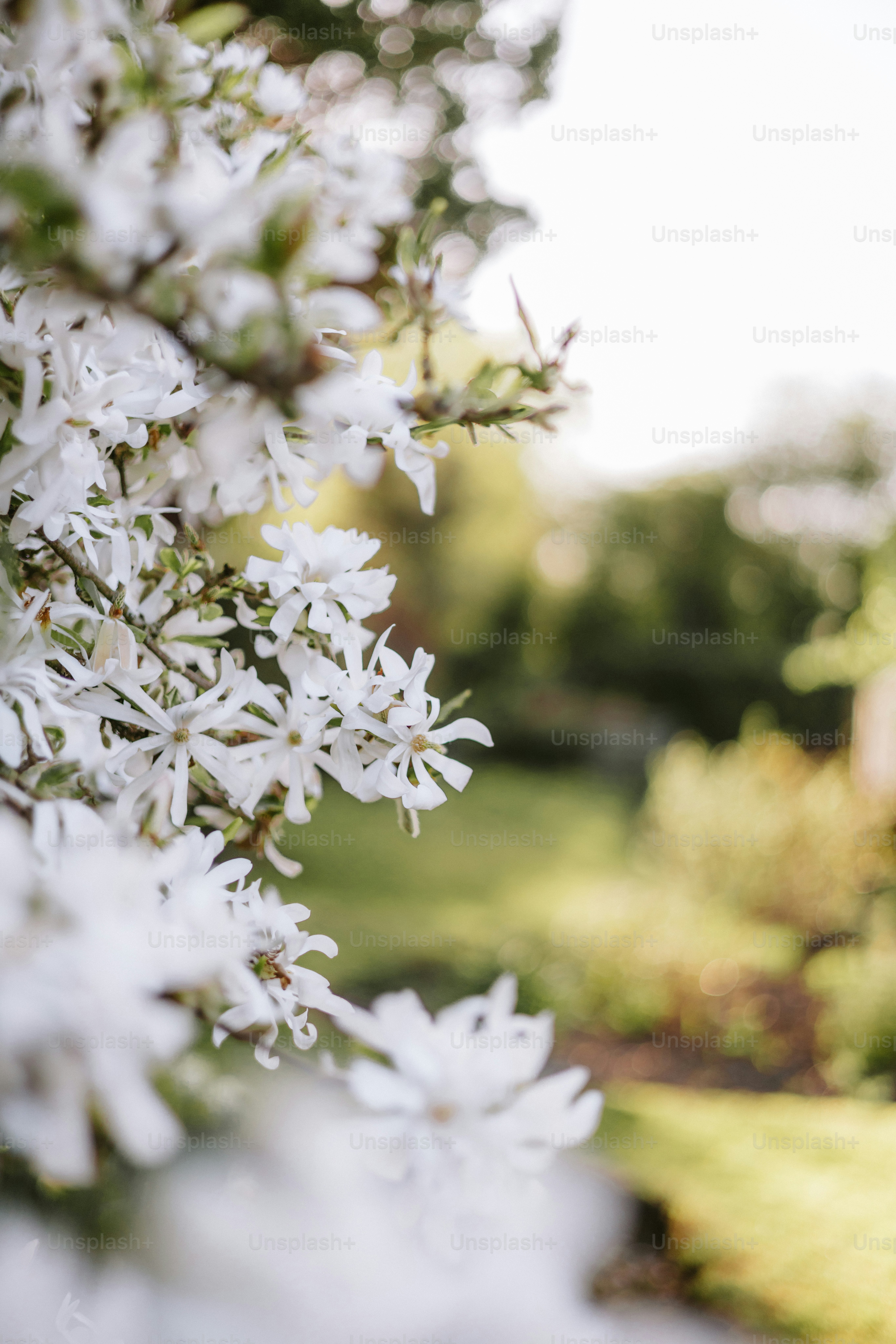 Soft pink cherry blossoms bloom in the sunlight. photo – Flower Image ...