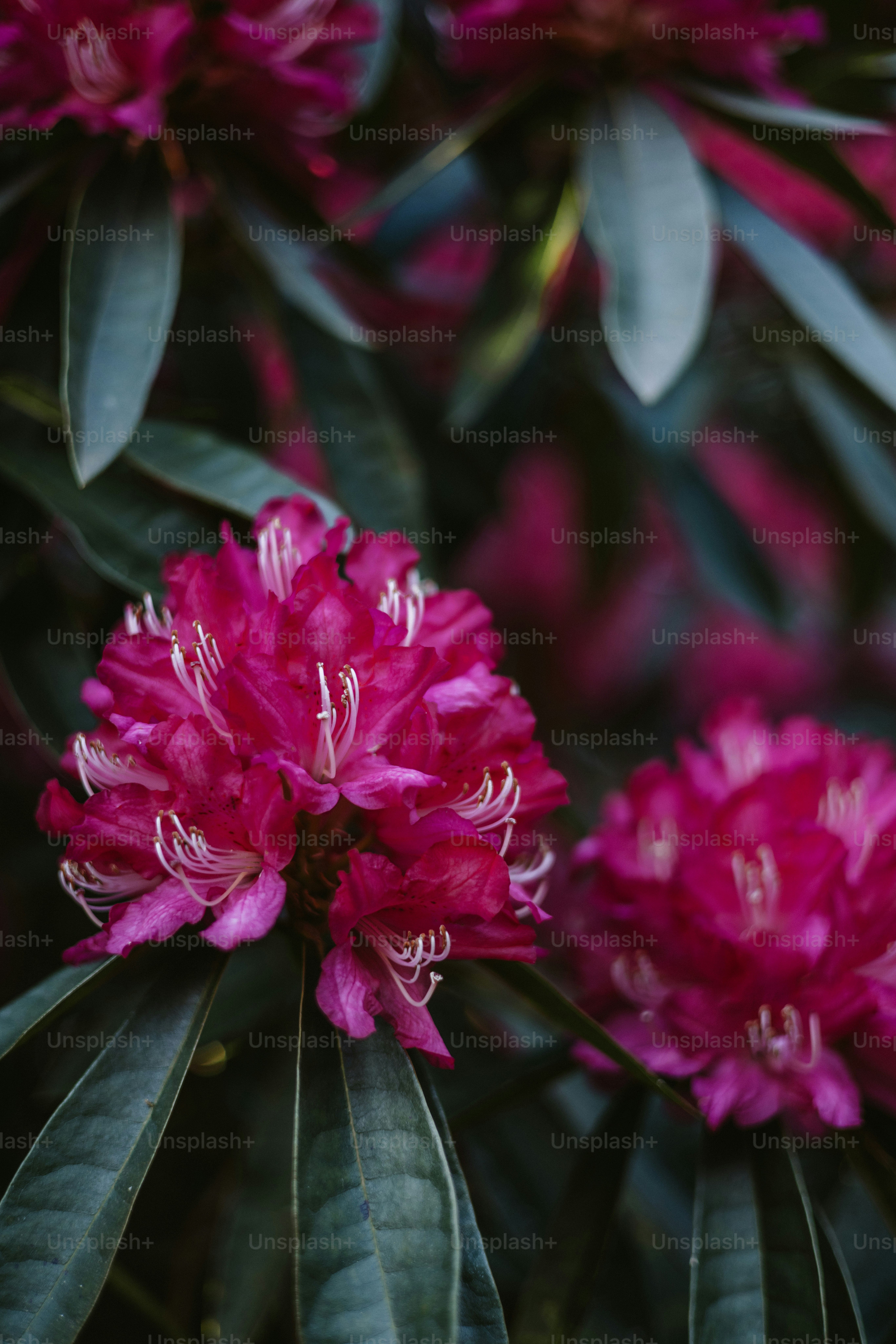 Vibrant pink rhododendron flowers in full bloom.