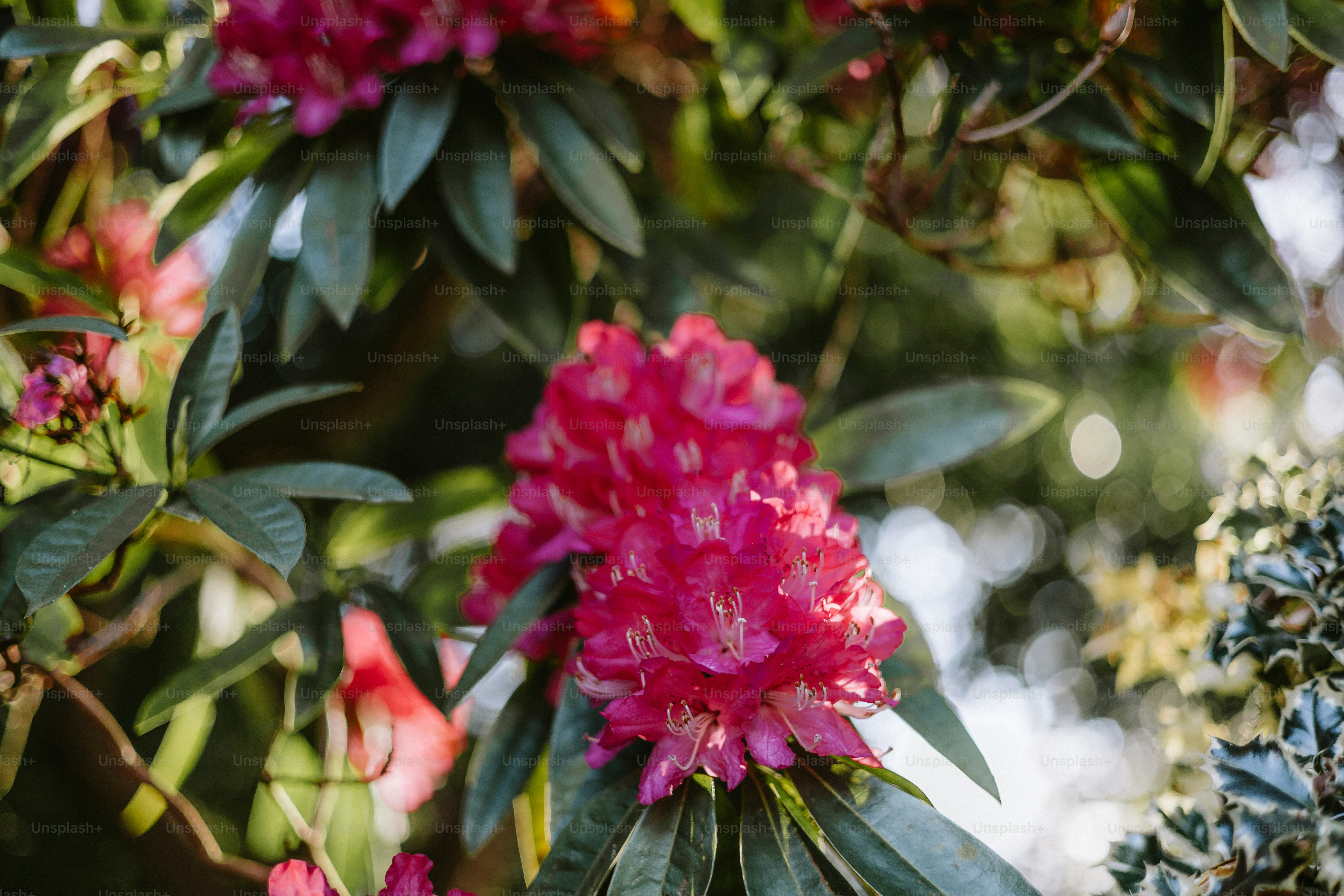 Bright pink flowers bloom amongst green foliage.