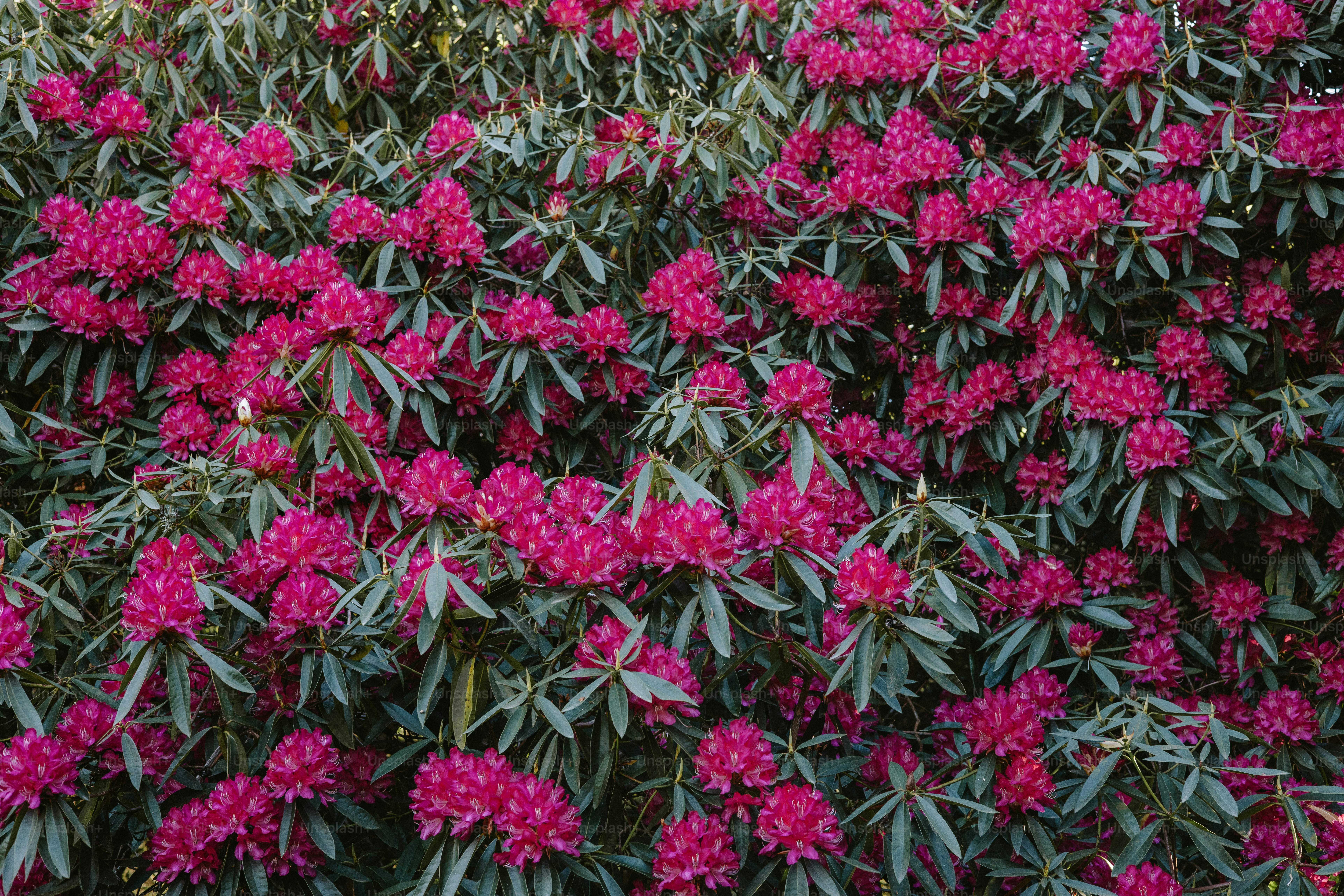 Bright pink flowers bloom on a shrub.
