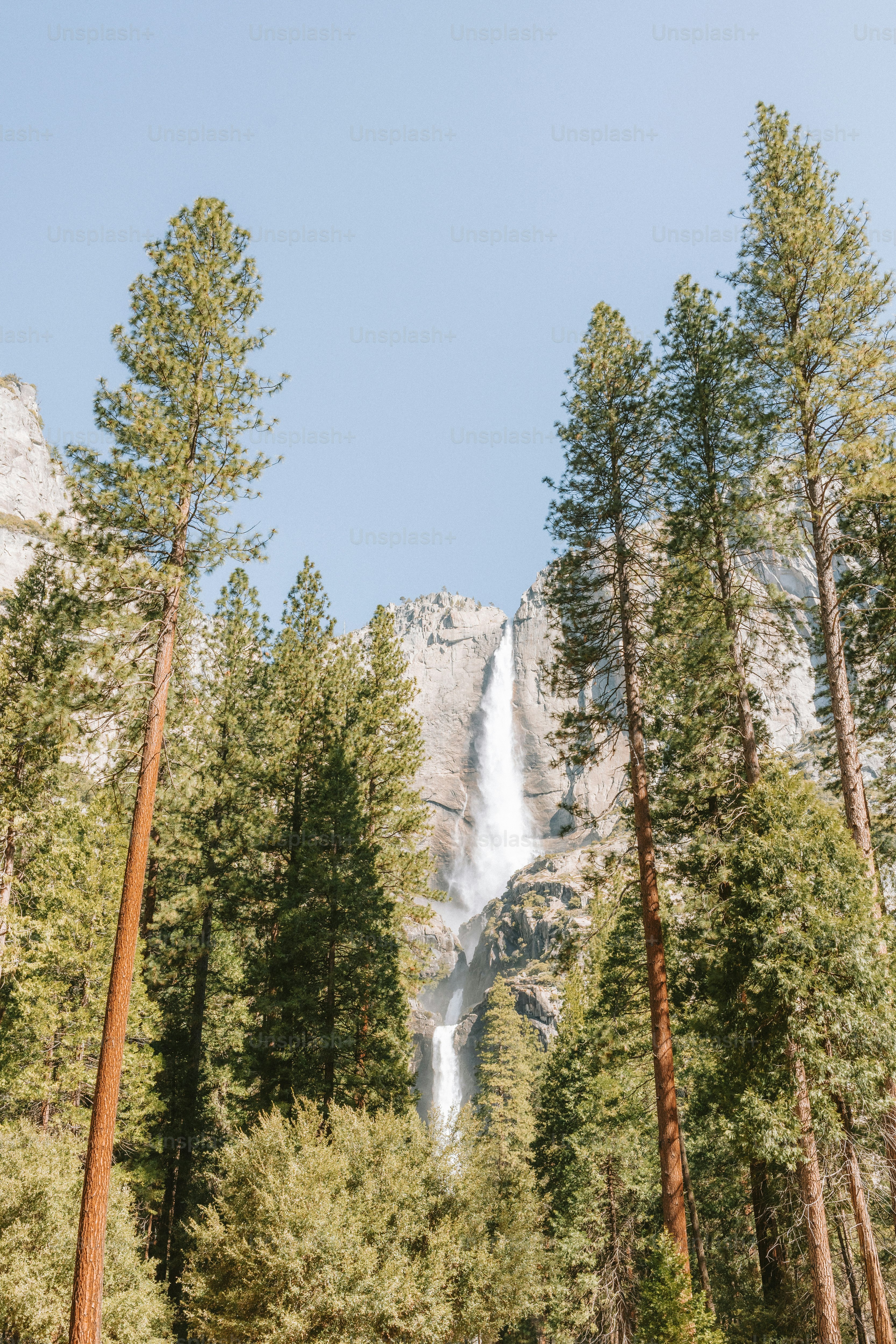 A waterfall is seen through tall trees.