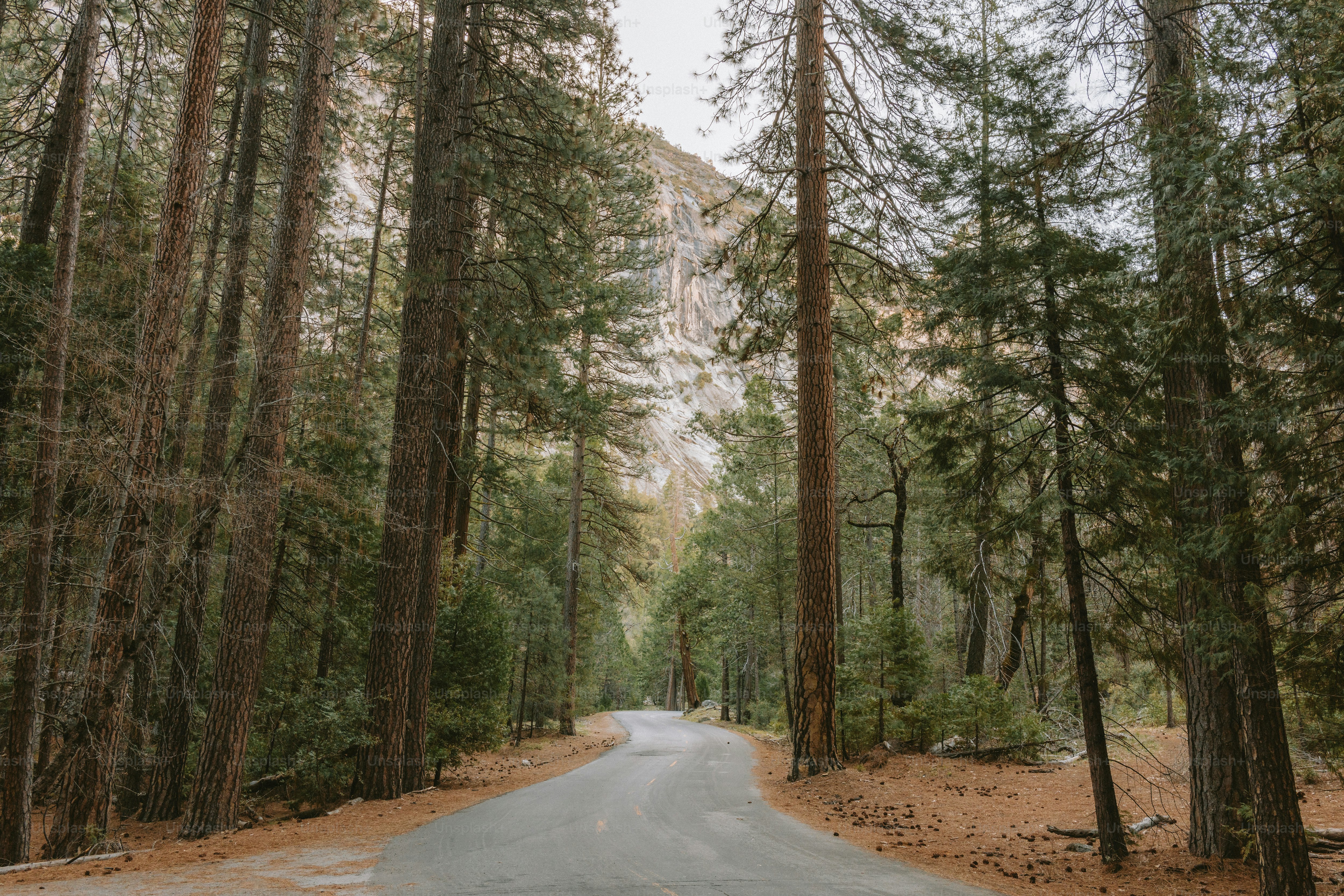 A road winds through a forest of tall trees