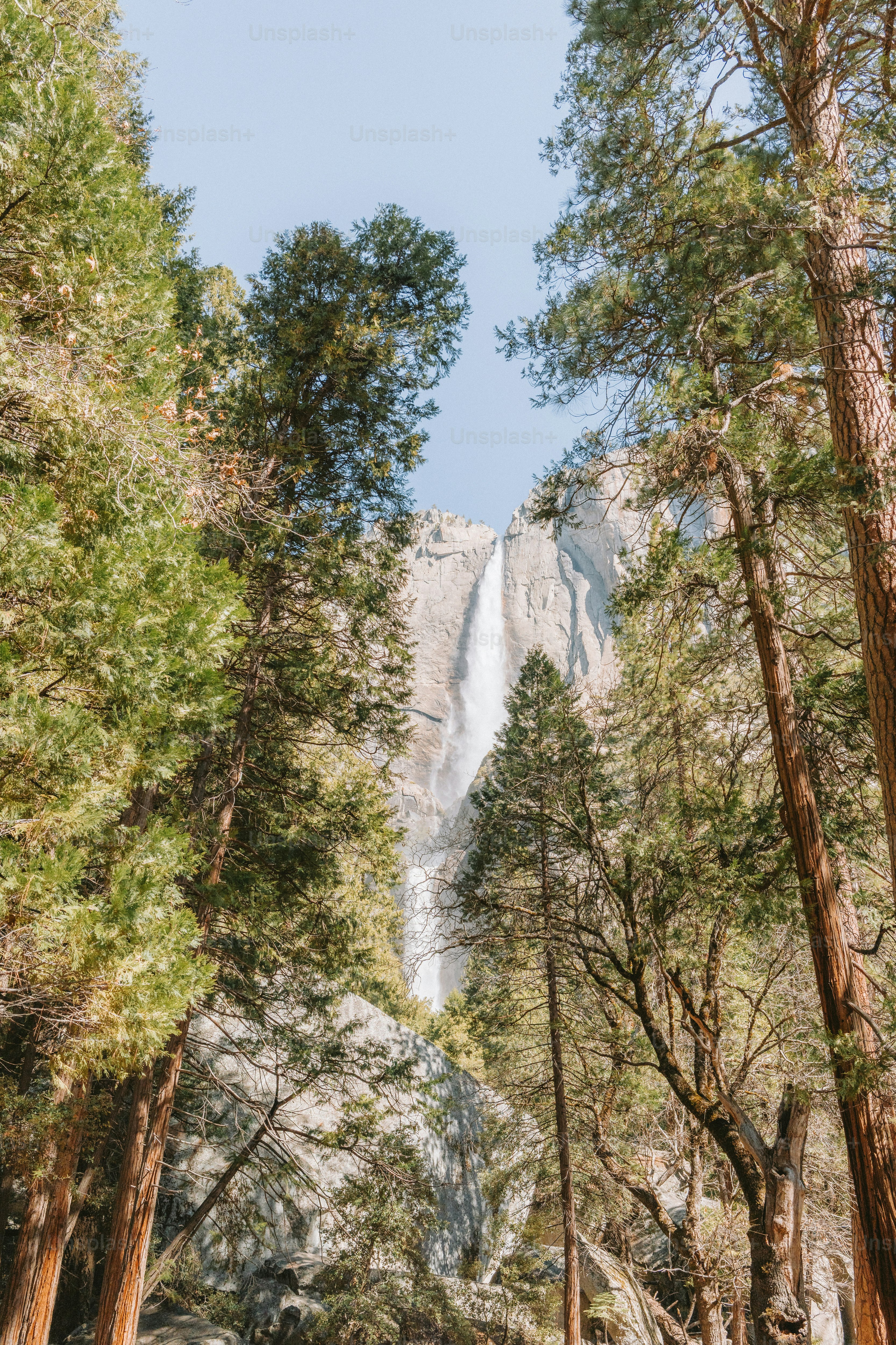 Waterfall flows through a forest of tall trees.