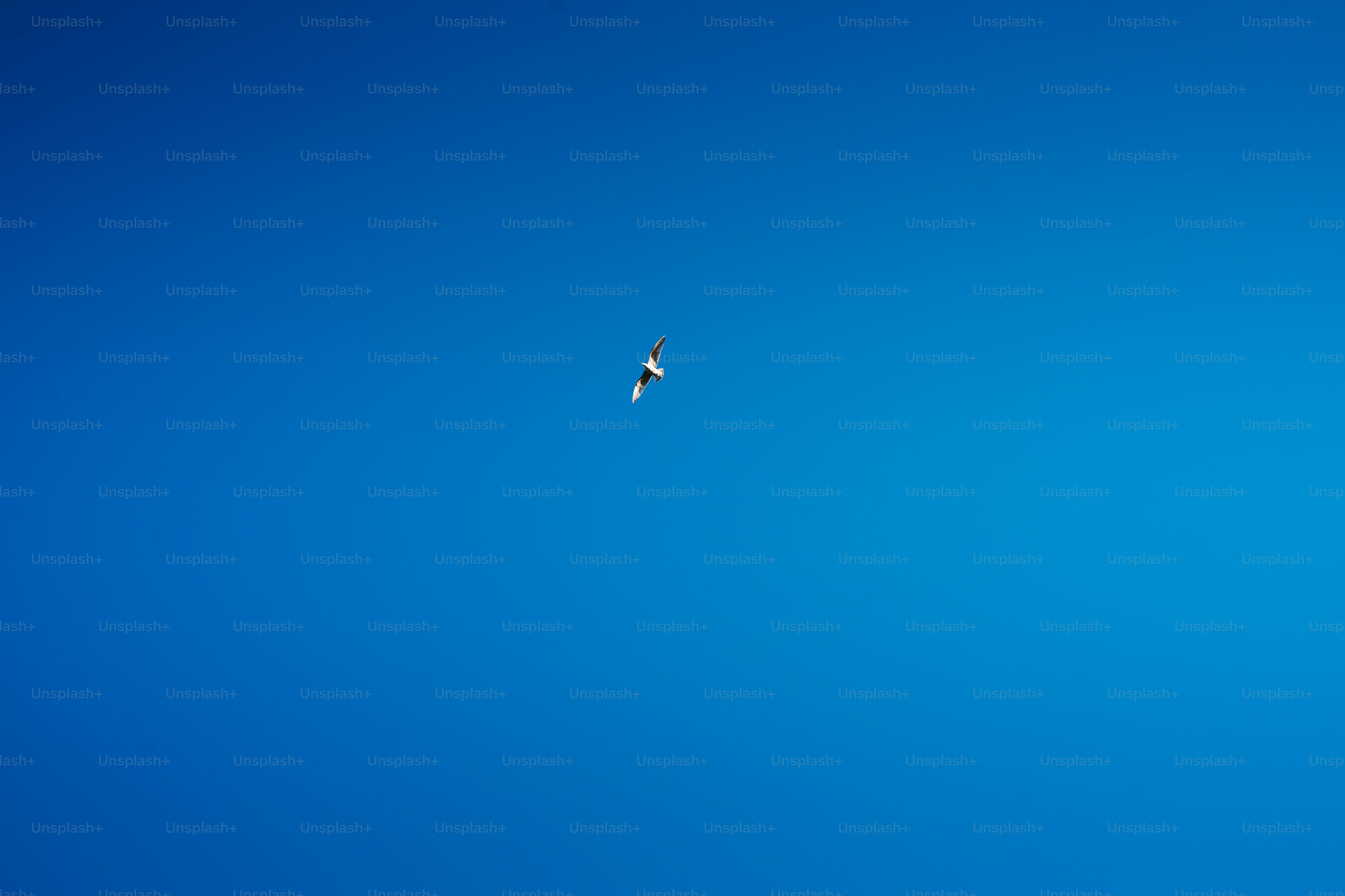 A bird soars across the bright blue sky.