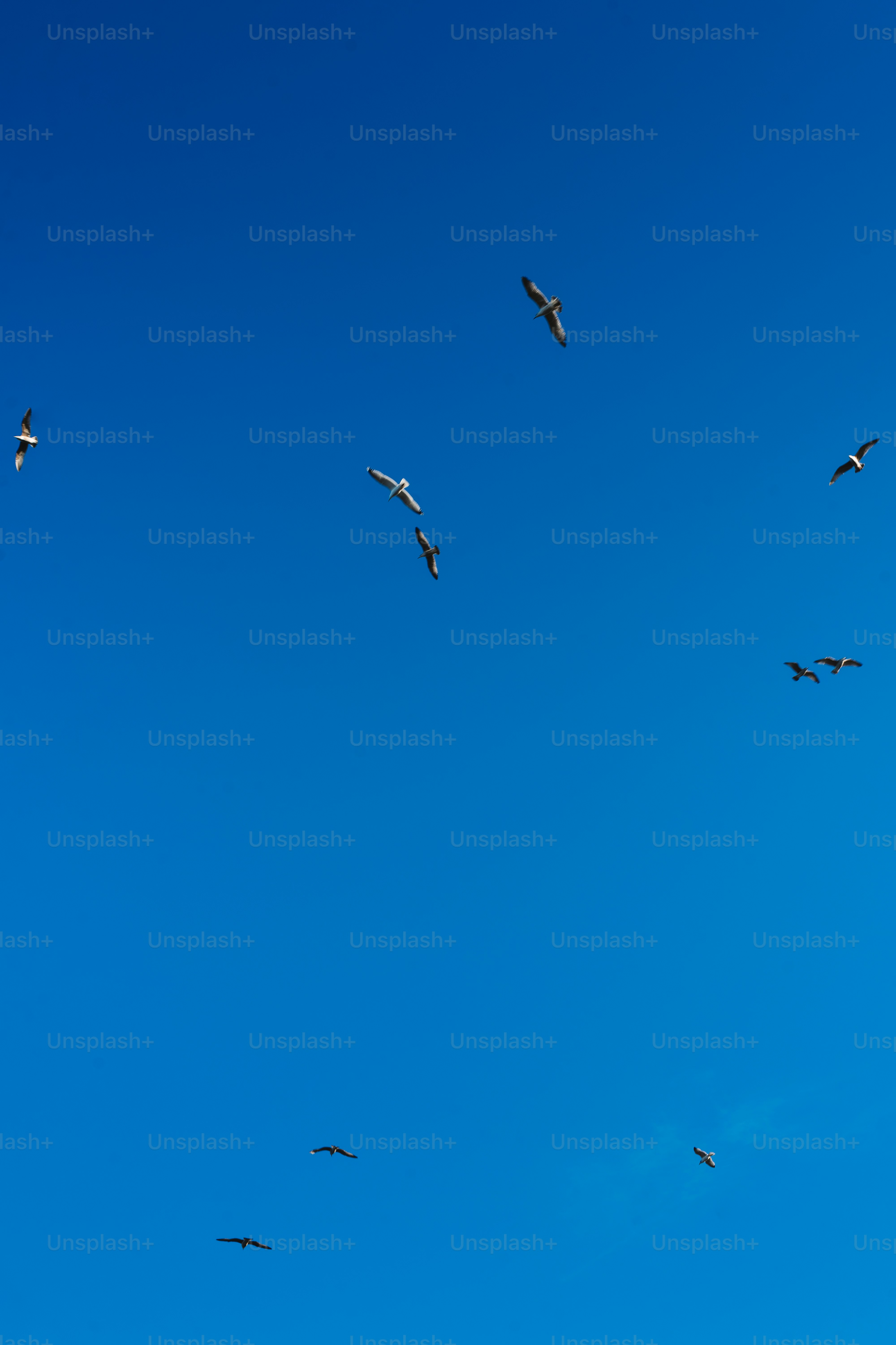 Seagulls soar through a bright blue sky.