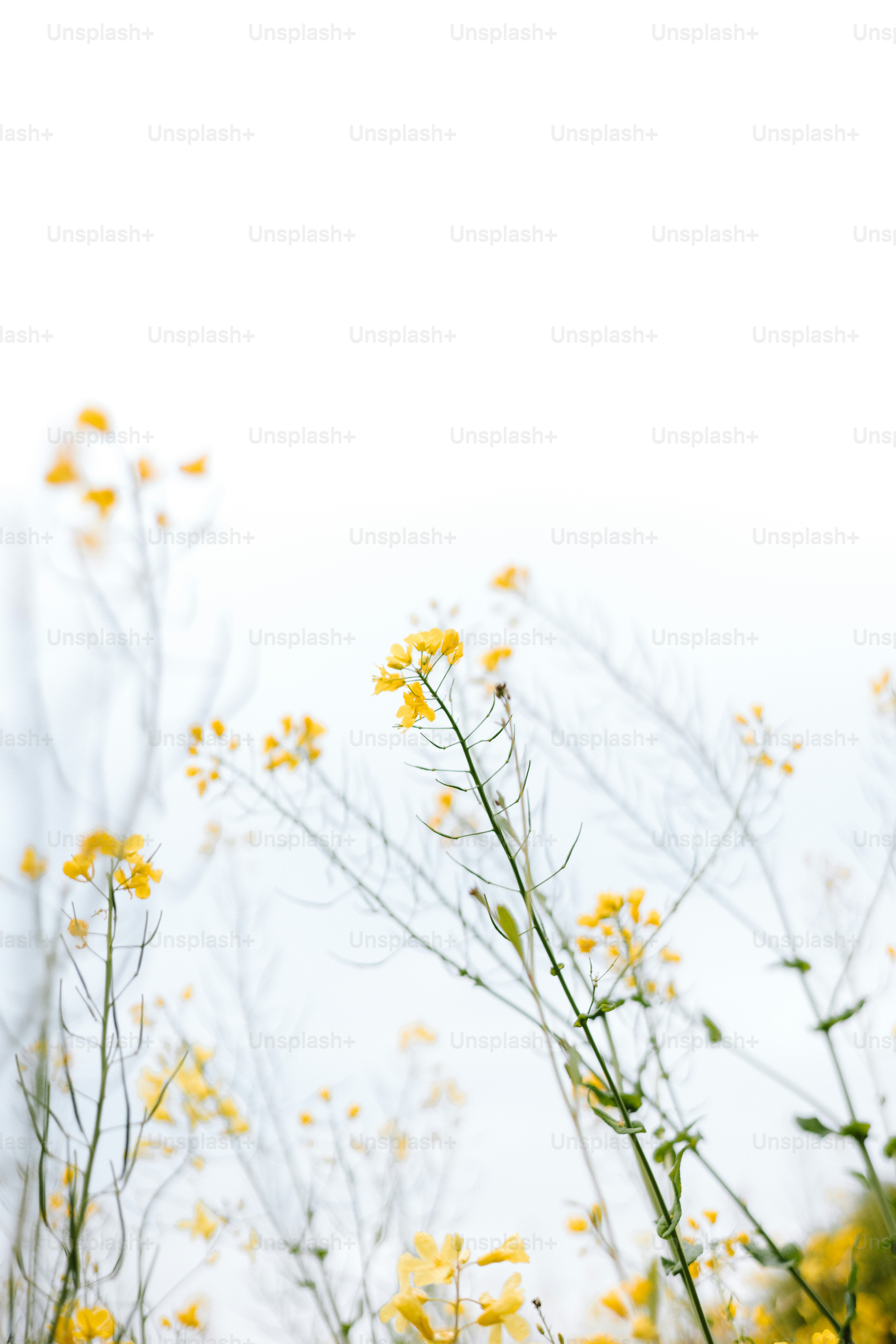 Las flores amarillas se mecen suavemente sobre un fondo blanco