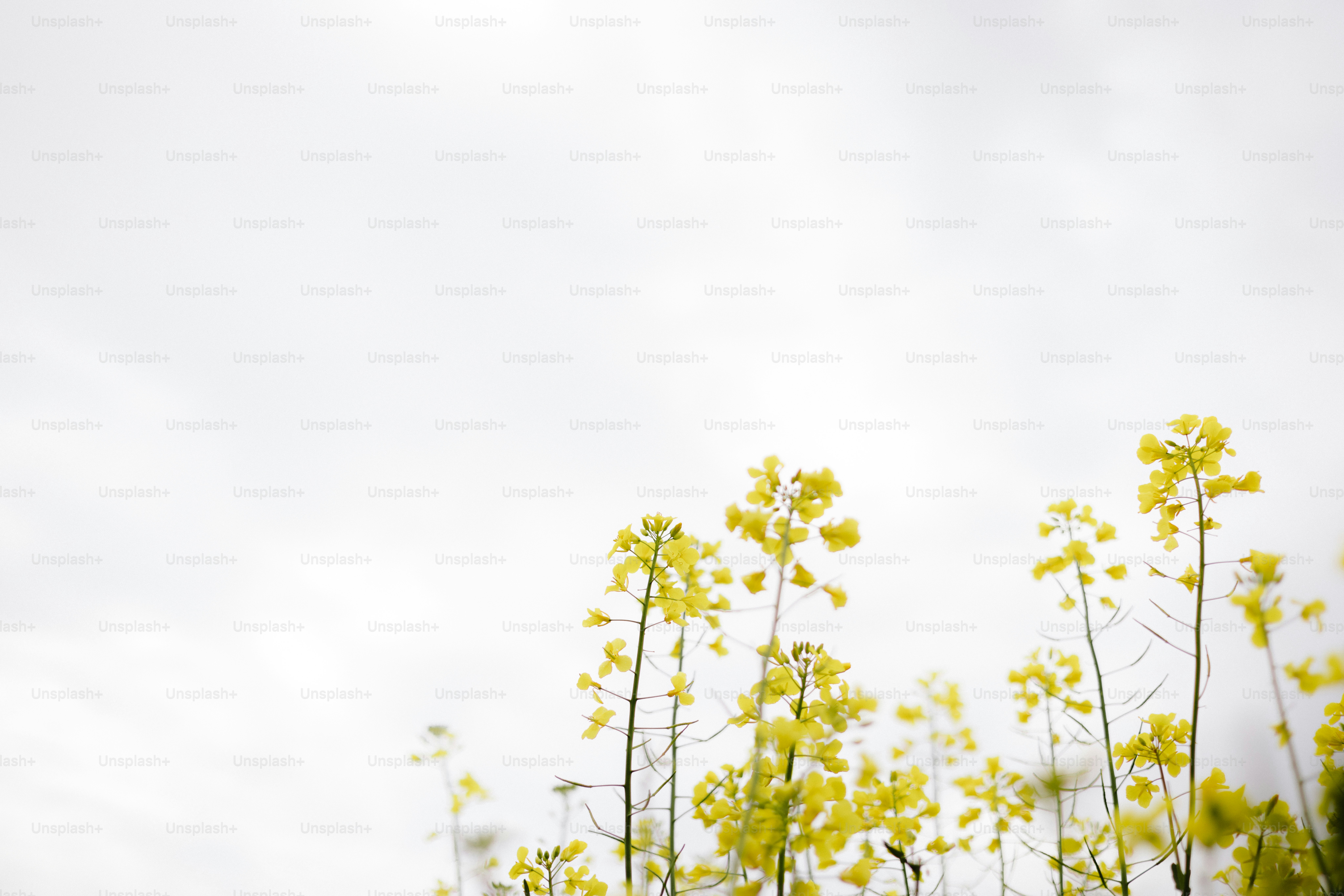 Las flores amarillas florecen bajo un cielo nublado