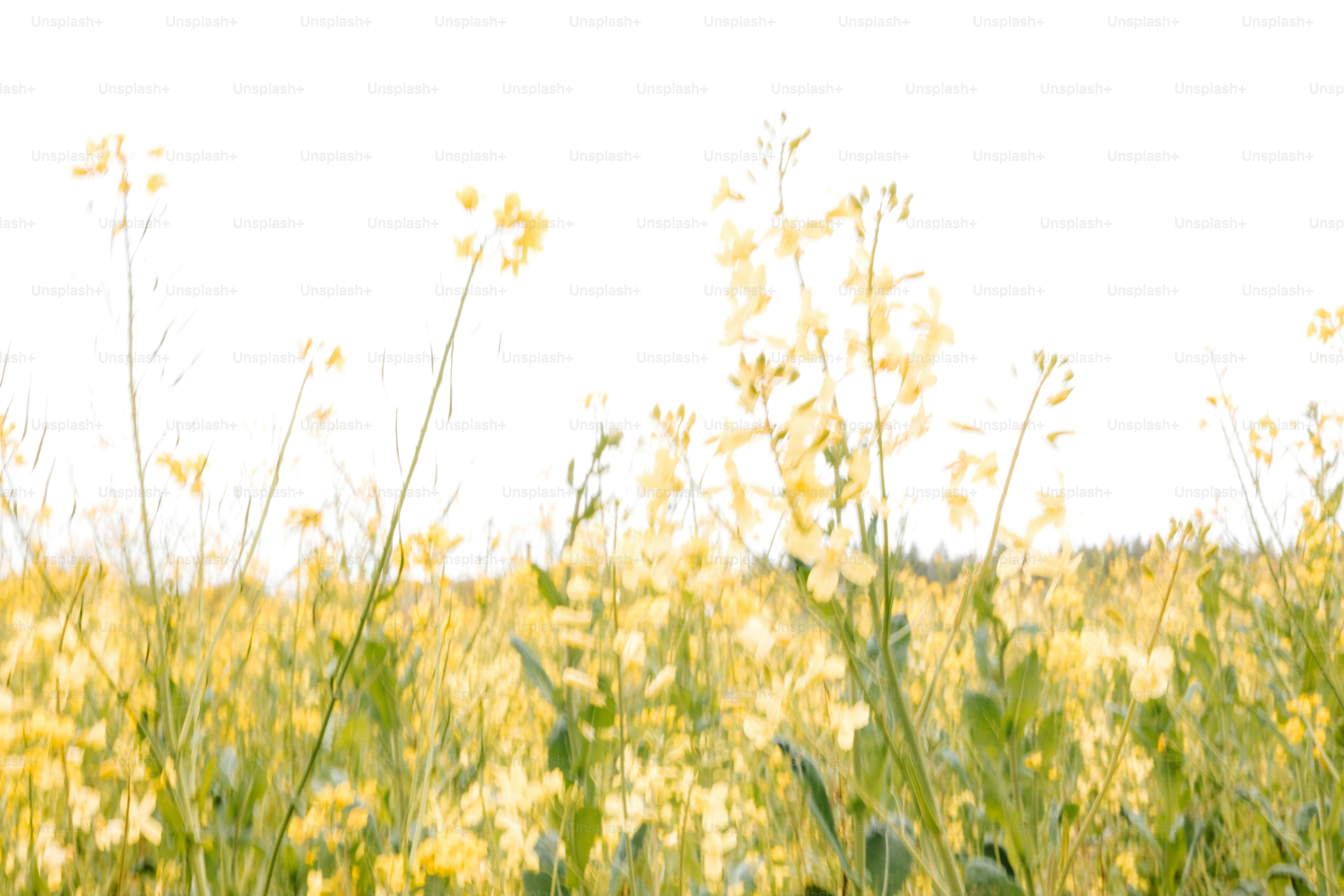 Las flores amarillas florecen en un campo