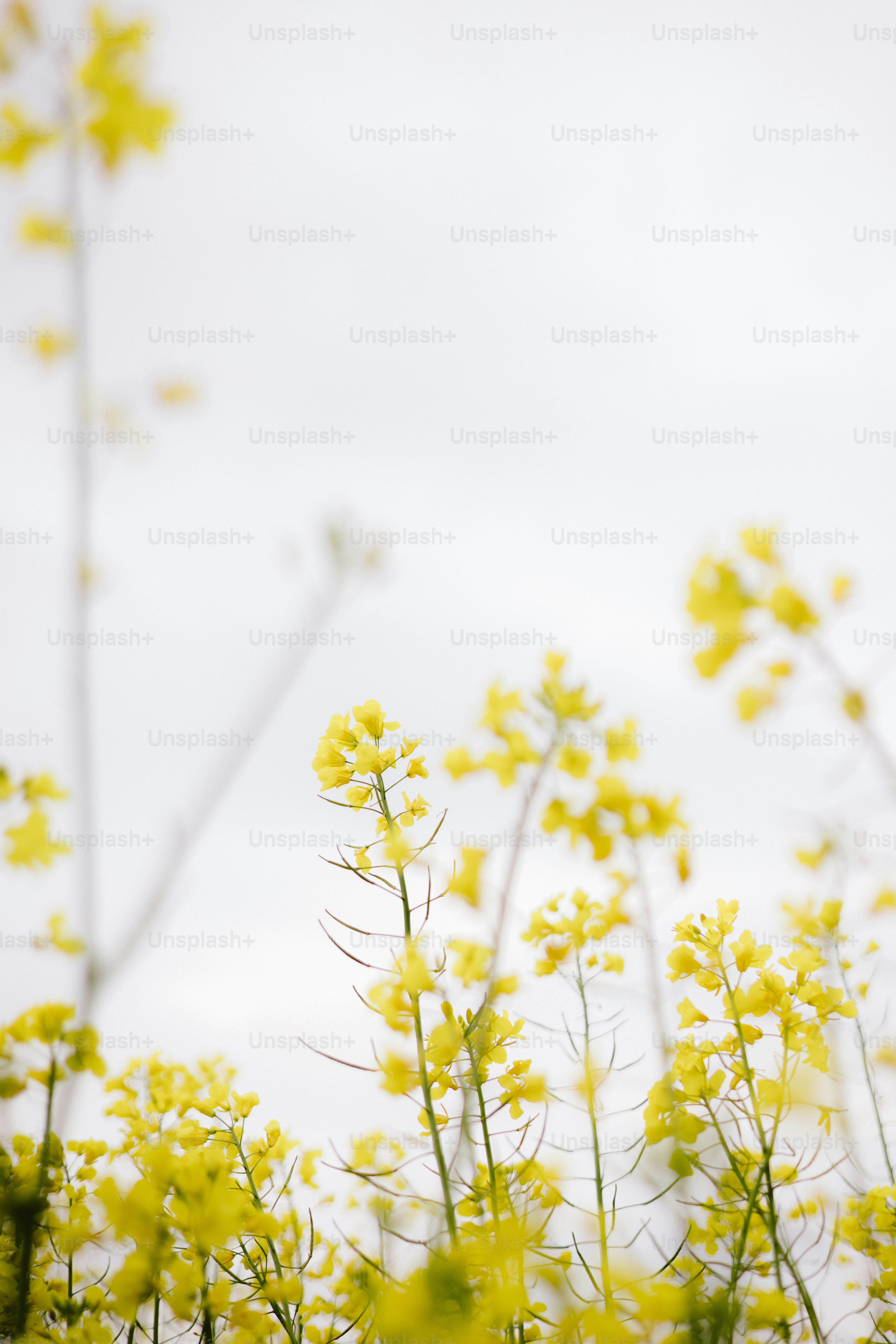 Una flor amarilla en un campo de flores amarillas foto – Imagen de Flor  gratuita en Unsplash, image size:3000x4498