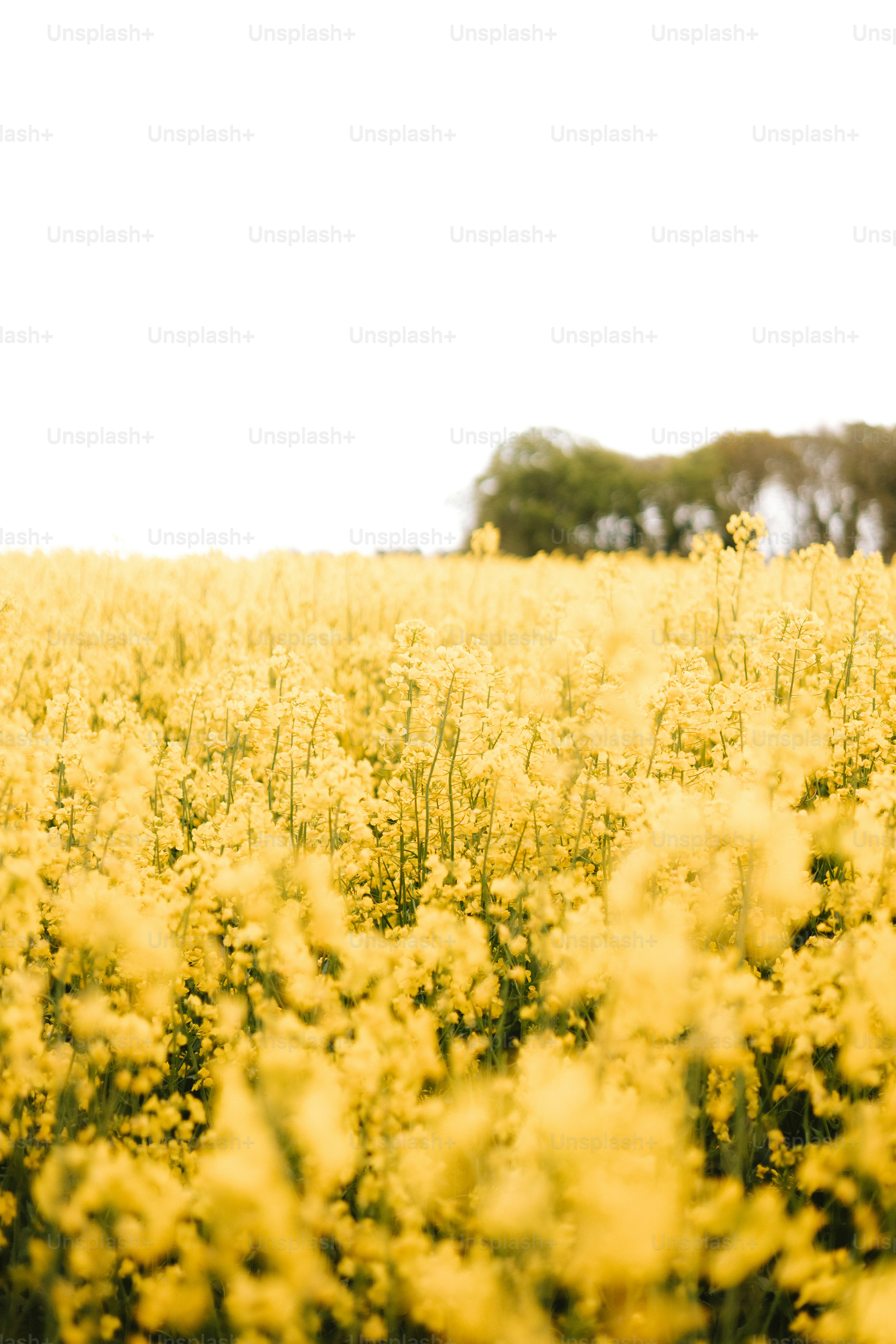 A field of yellow flowers with a house in the background photo