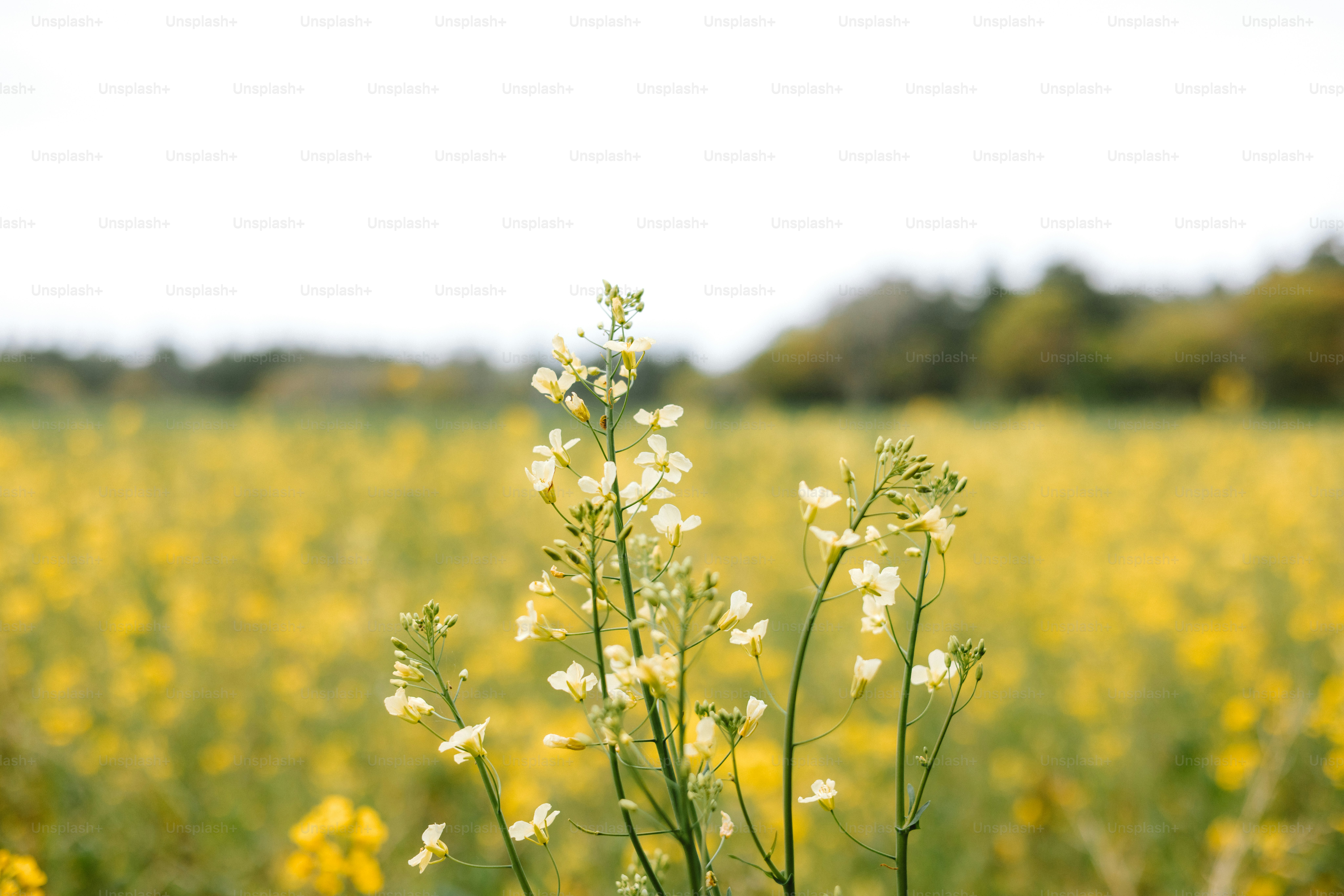 Las flores florecen en un campo amarillo