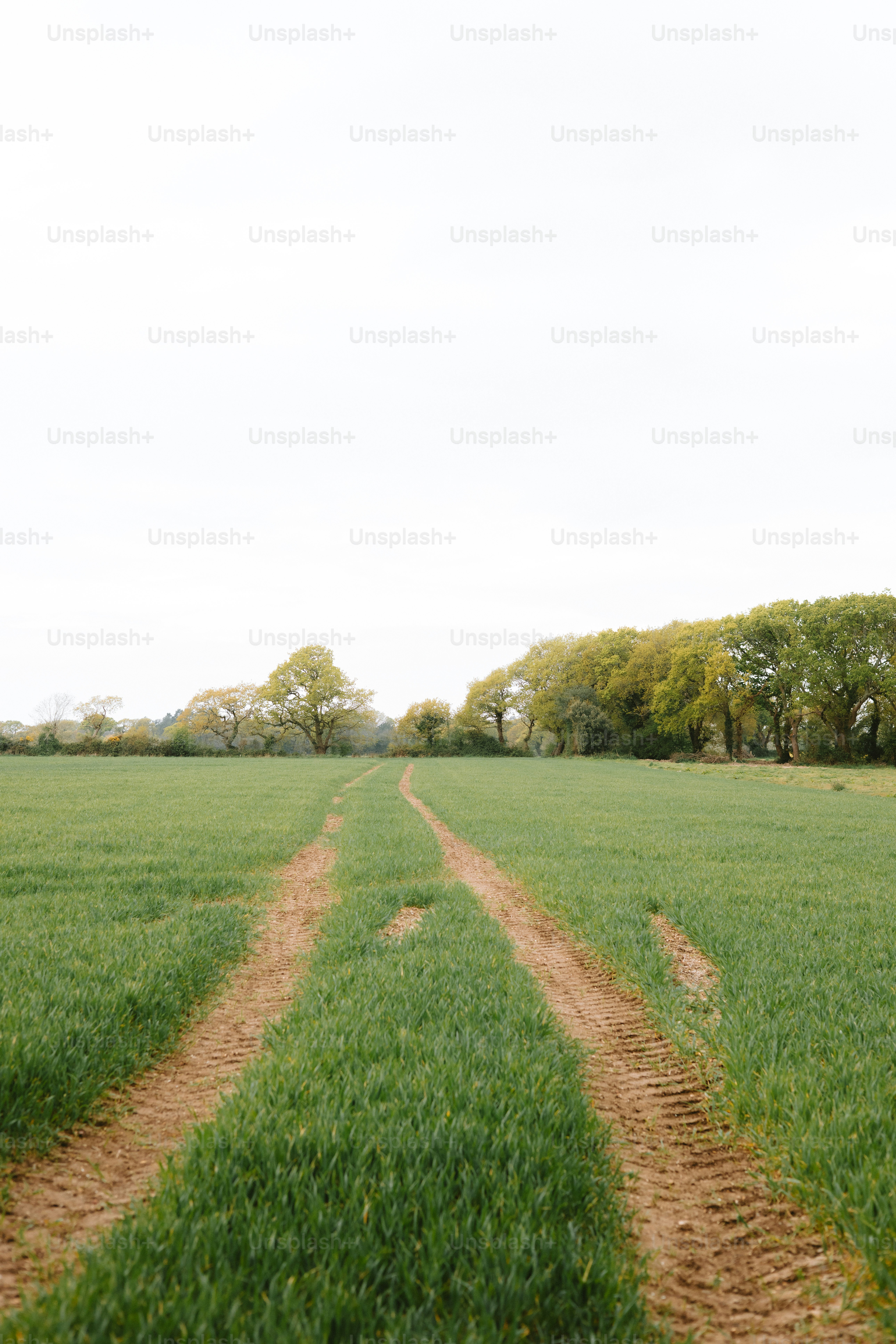 Un sentier serpente à travers un champ verdoyant et luxuriant.