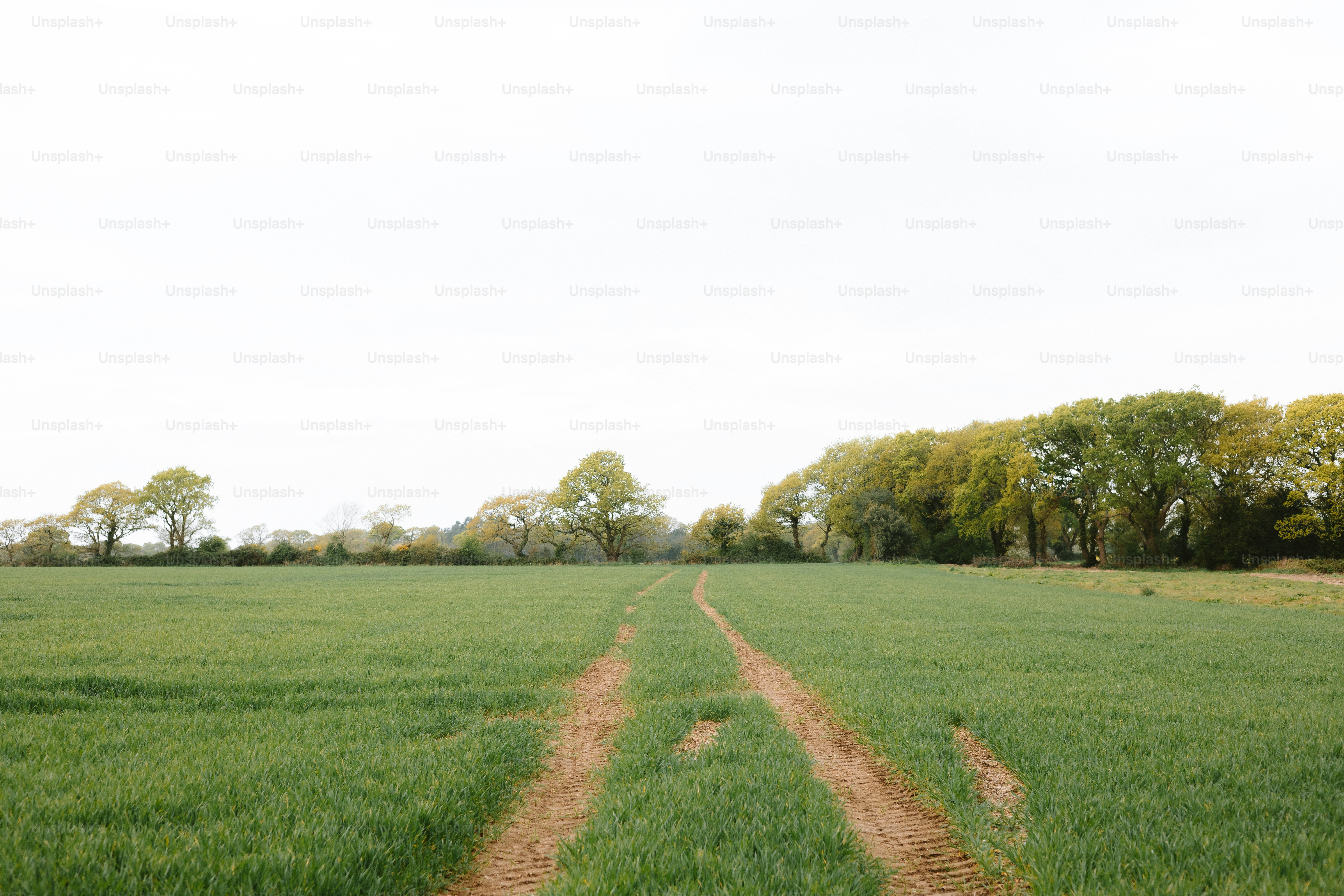 Ein grasbewachsenes Feld führt in Richtung einer Baumgrenze.