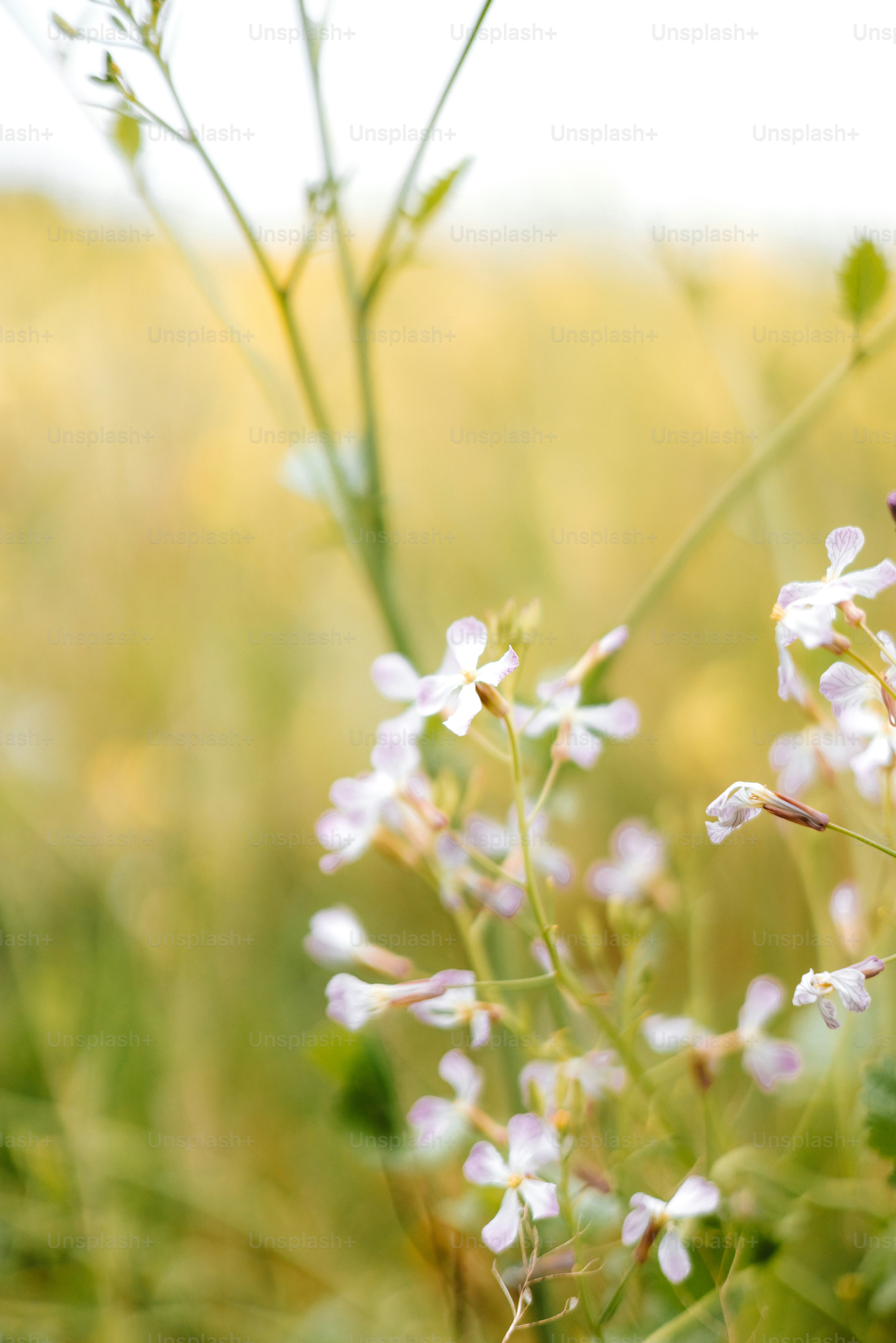 Delicadas flores silvestres florecen en un campo dorado