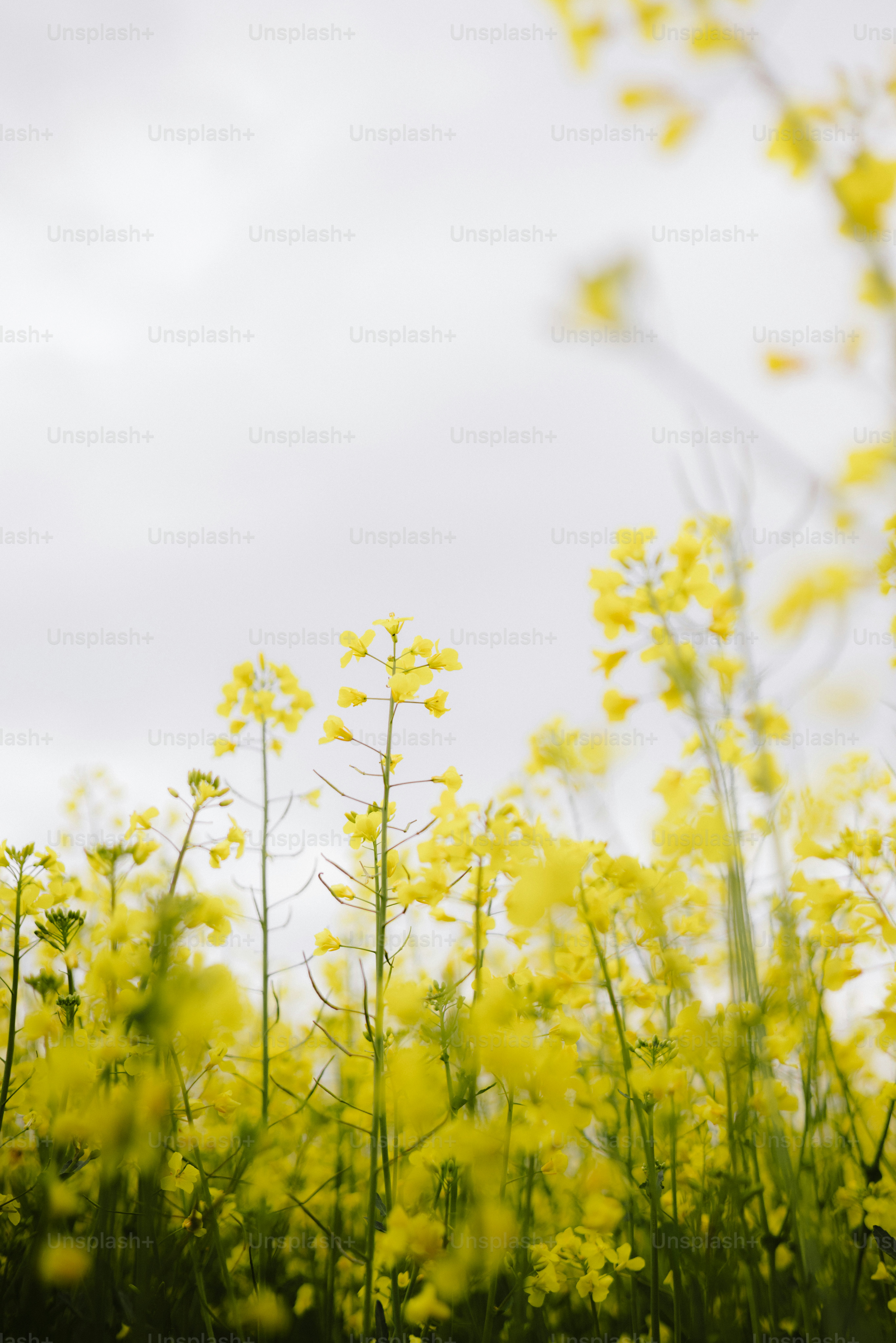 Yellow flowers bloom under a gray sky.