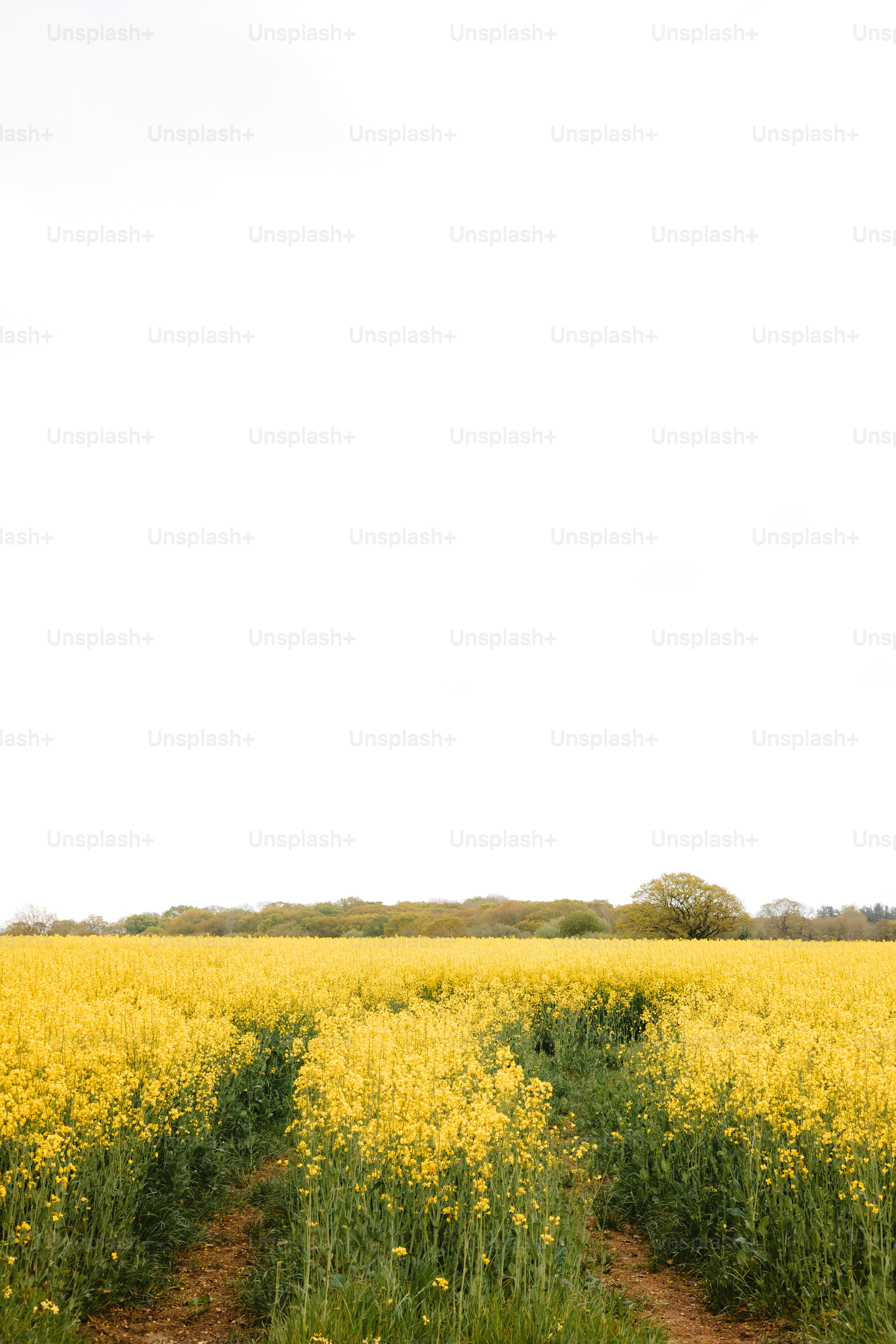A field of yellow flowers under a cloudy sky.