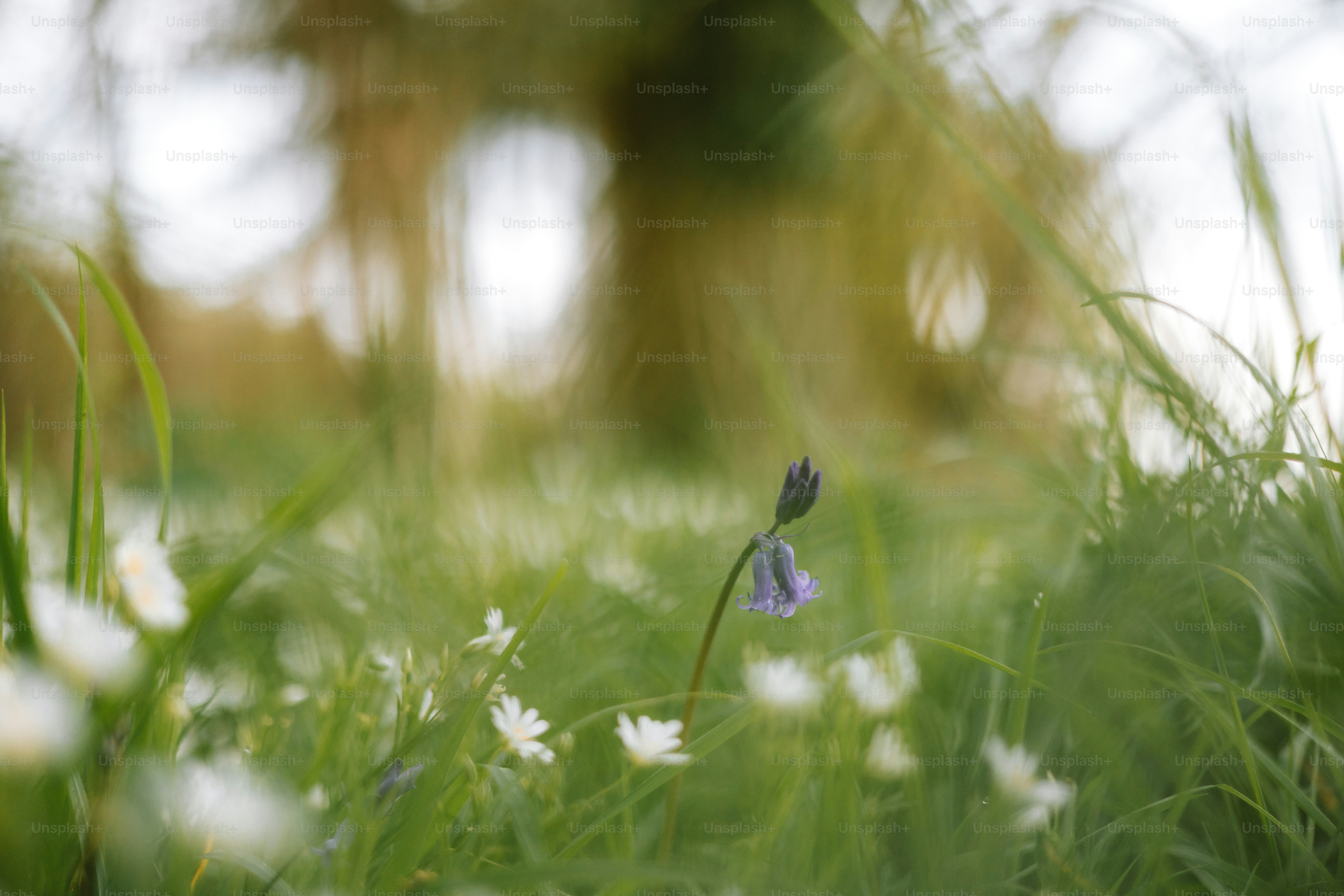 Flor púrpura que florece en medio de un prado verde