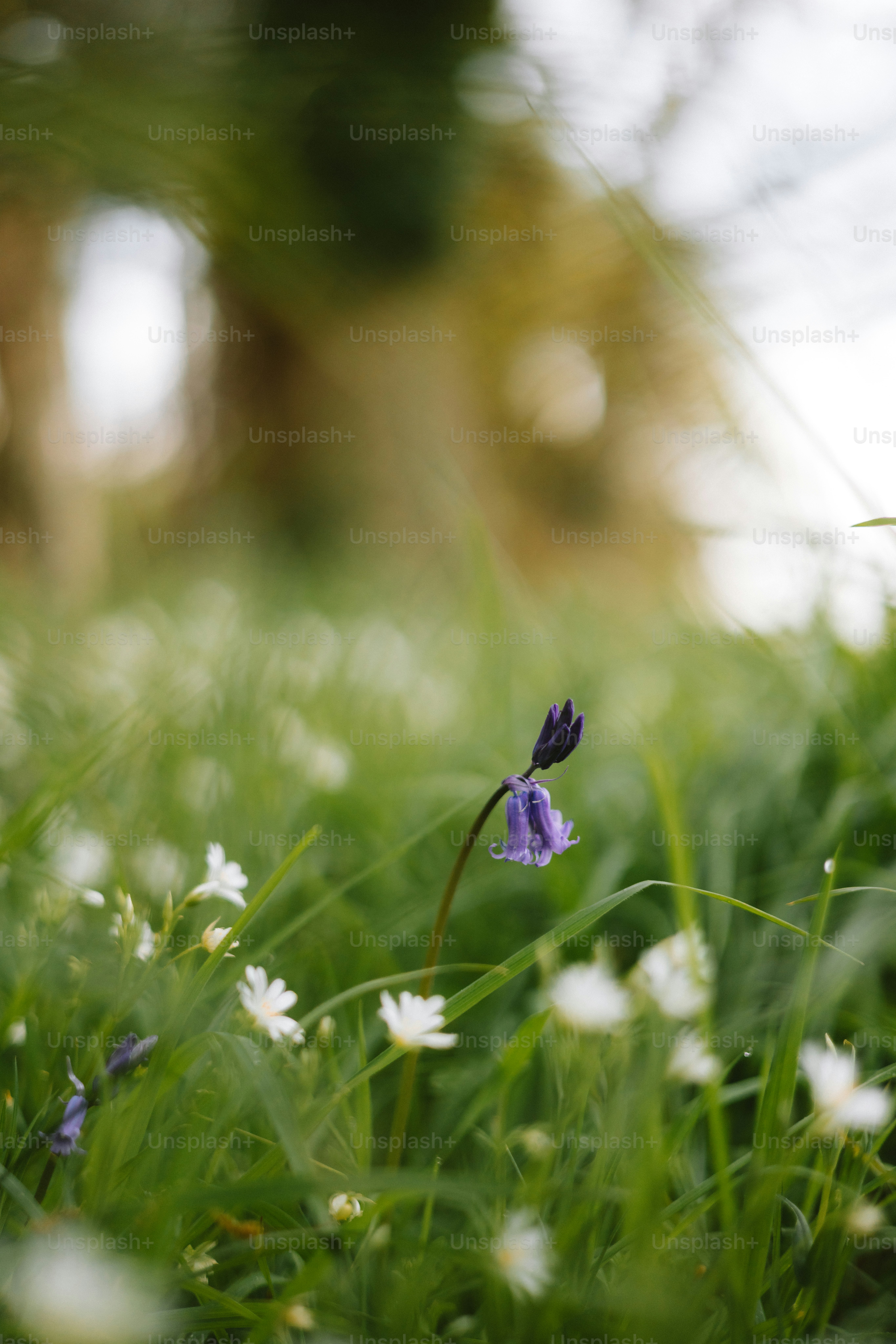 Una campanilla se yergue entre la hierba verde. foto – Imagen de Flor ...