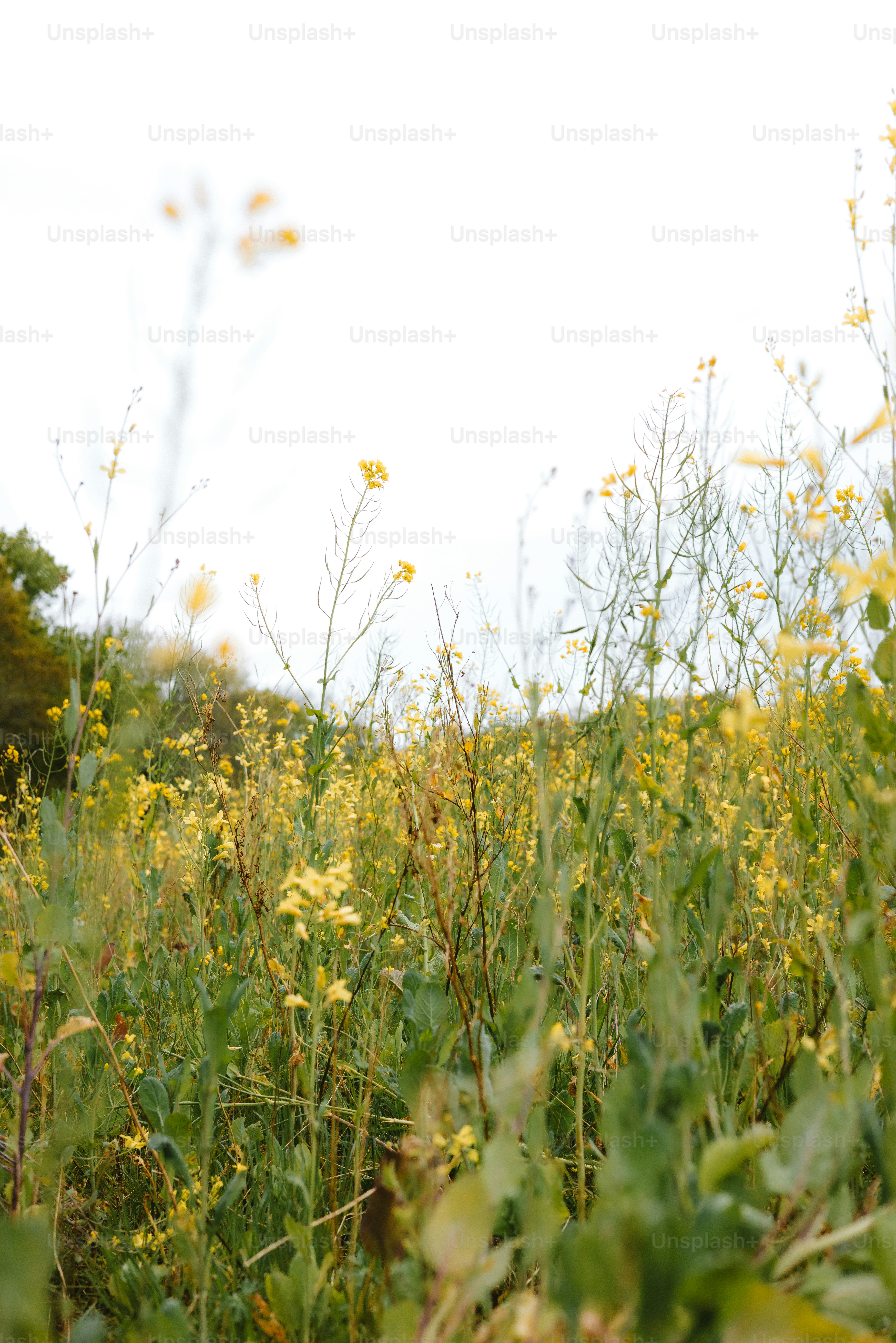 Wildflowers bloom in a lush, green meadow. photo – Flower Image on Unsplash