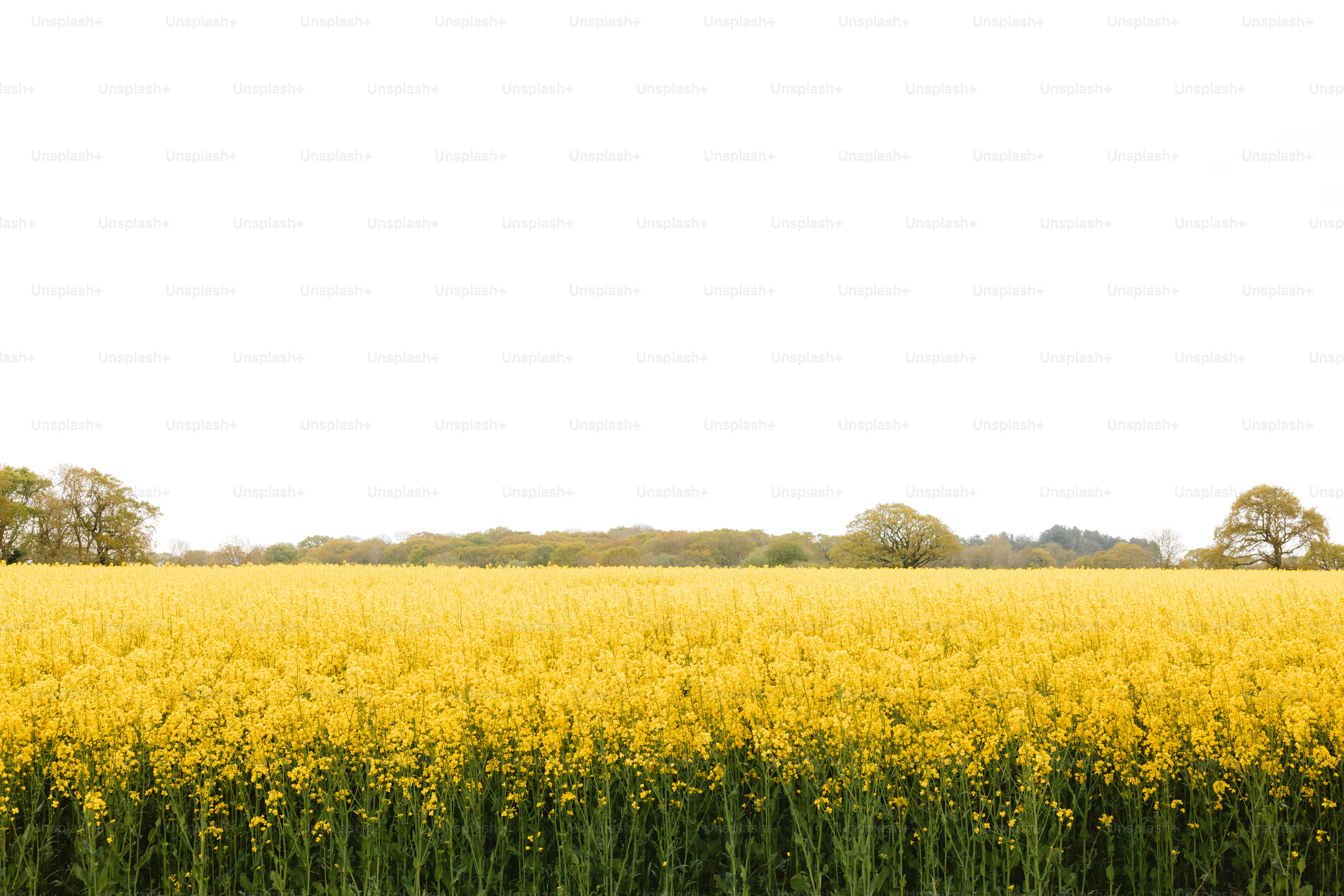 A field of yellow flowers with a house in the background photo