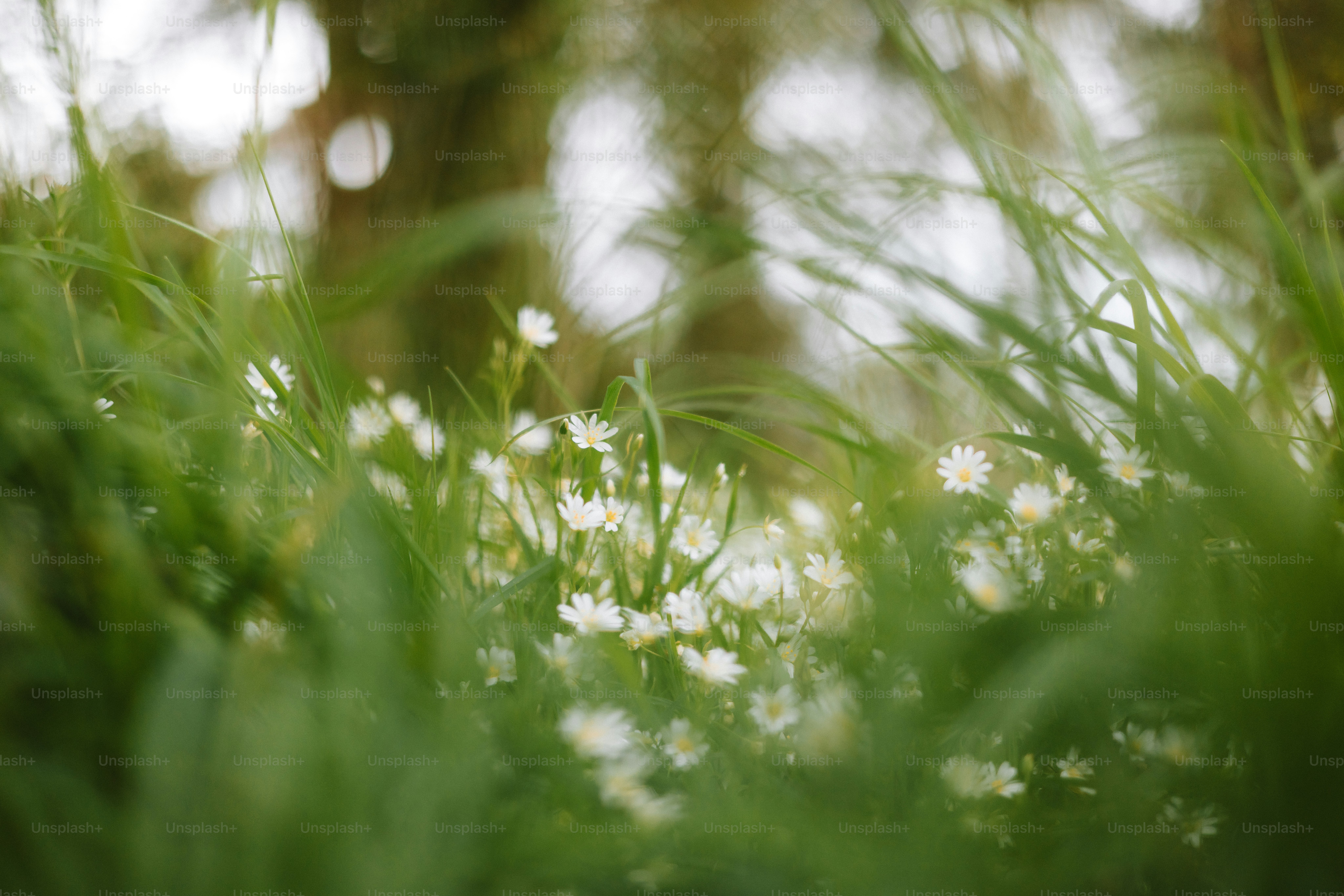 Wildflowers bloom among green grass.