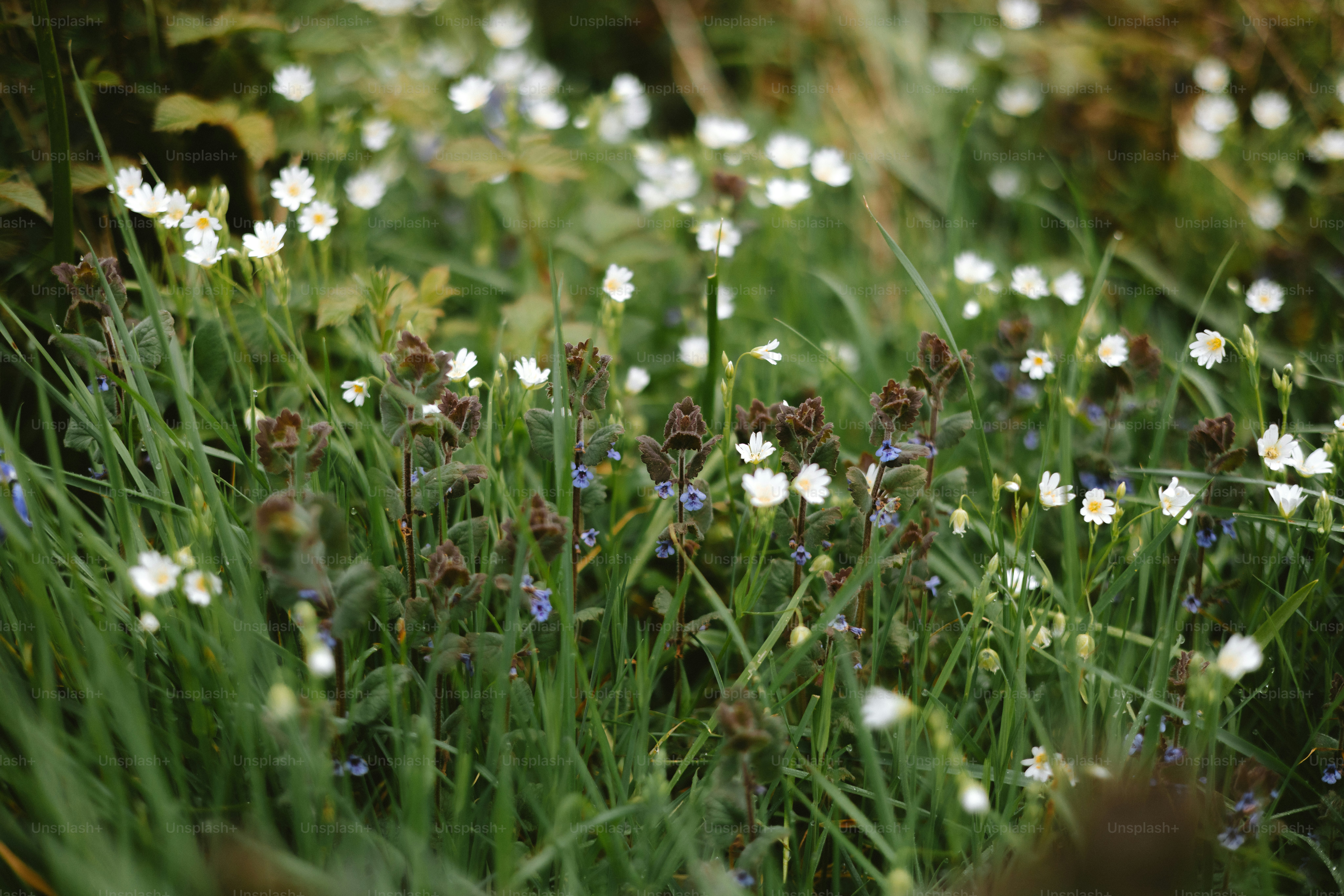 Wildflowers bloom in a lush, green meadow. photo – Flower Image on Unsplash