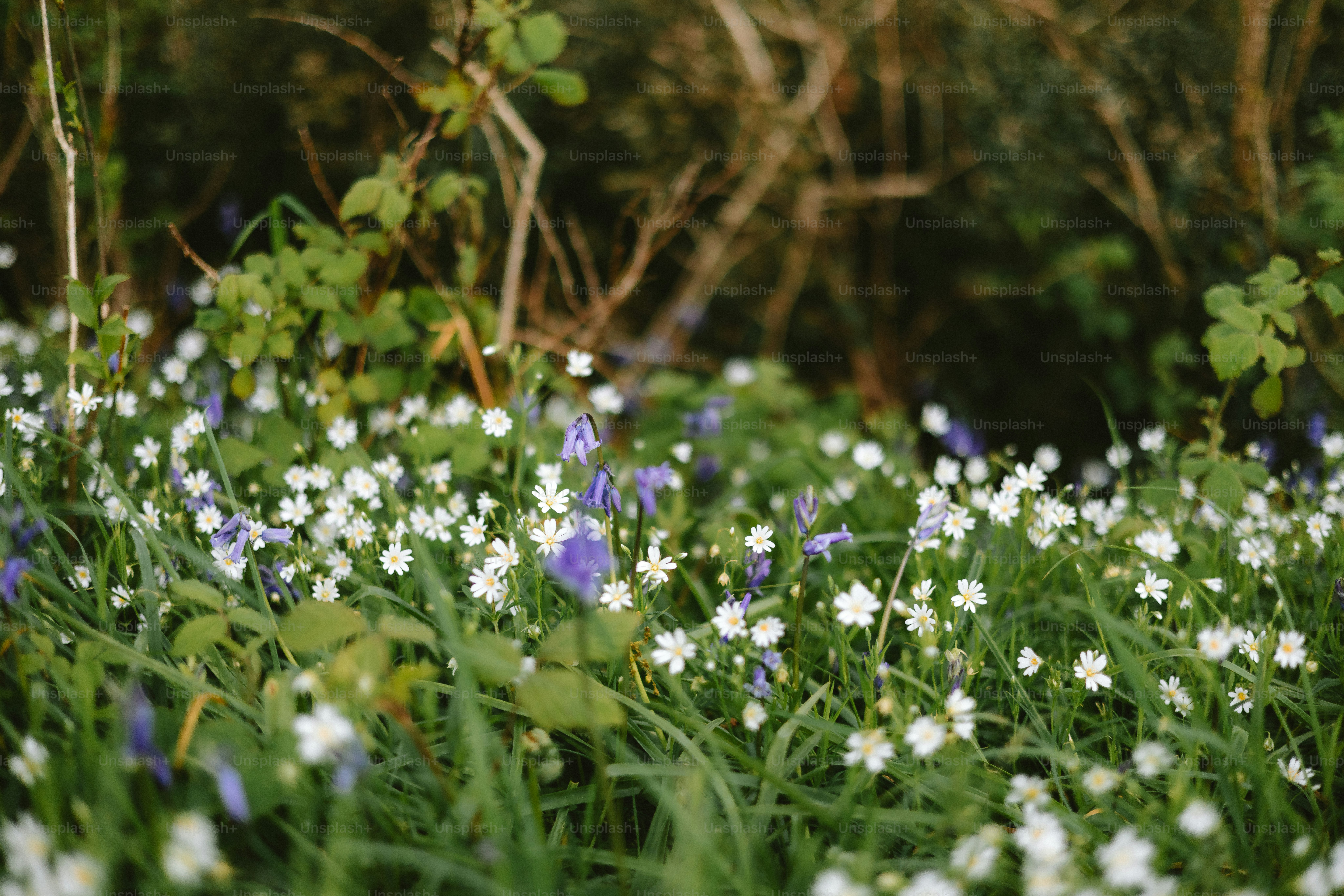 Wildflowers bloom in a lush field of green. photo – Flower Image on ...