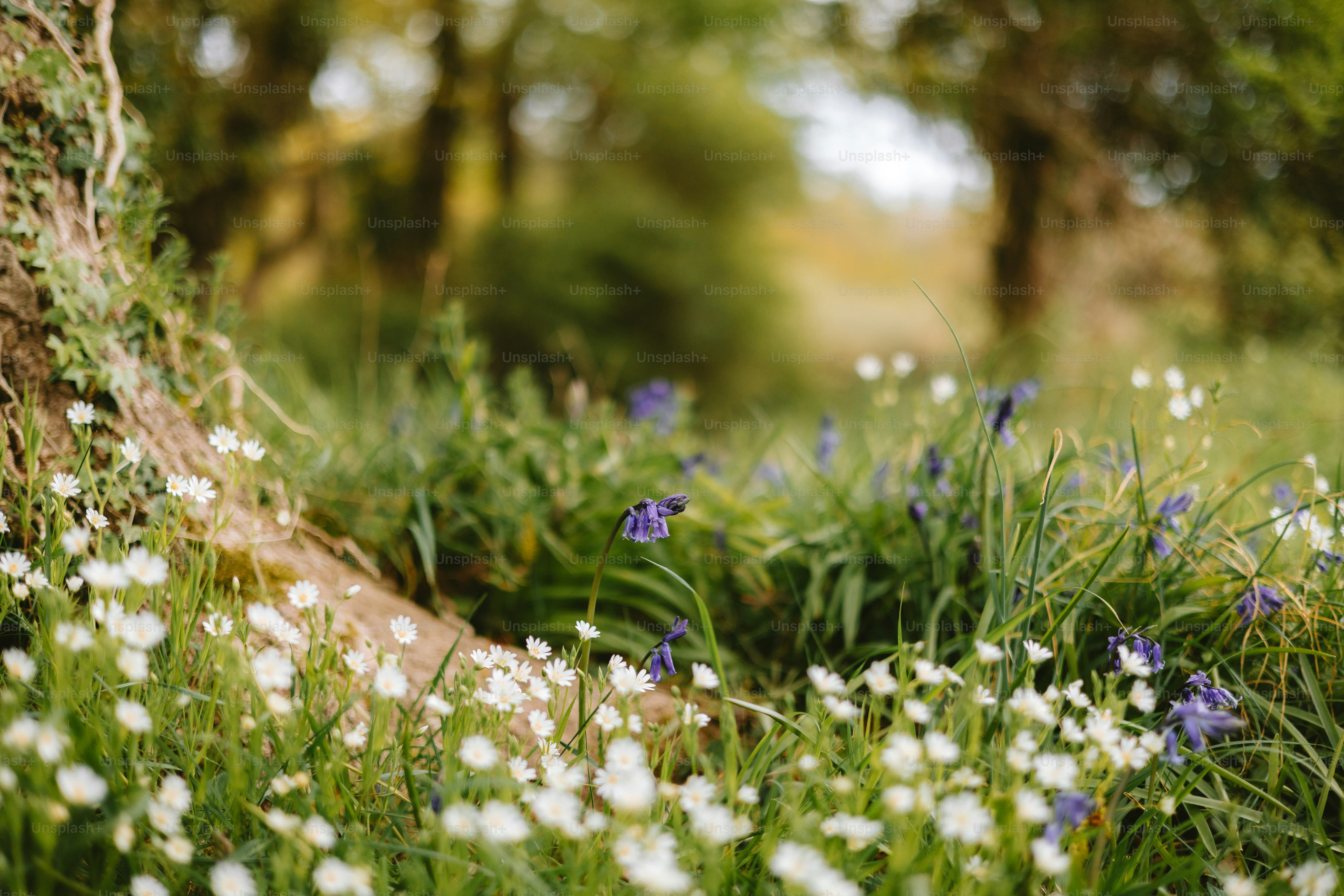 Wildflowers bloom in a lush, green meadow. photo – Flower Image on Unsplash